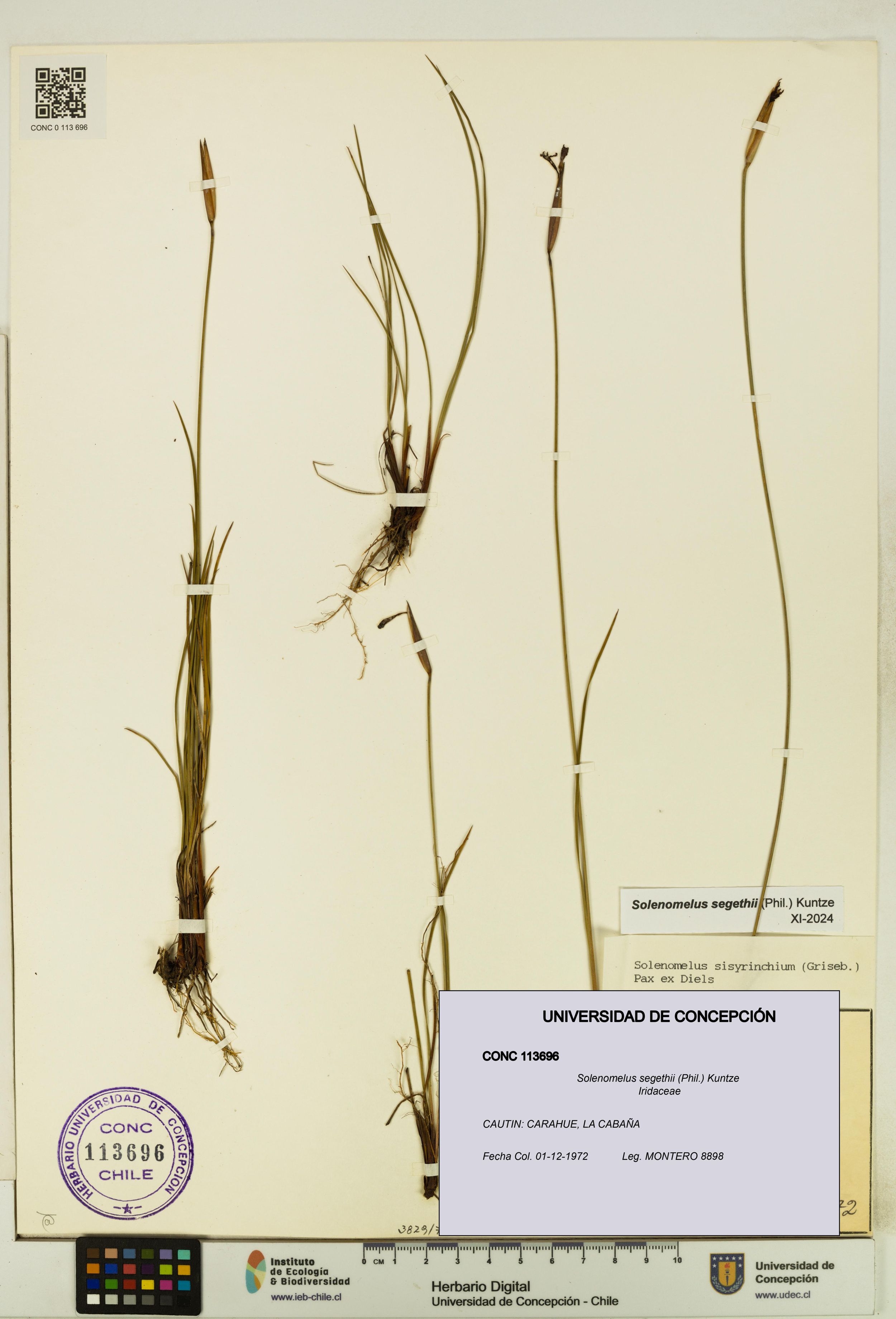 Solenomelus segethii [Espécimen: ]