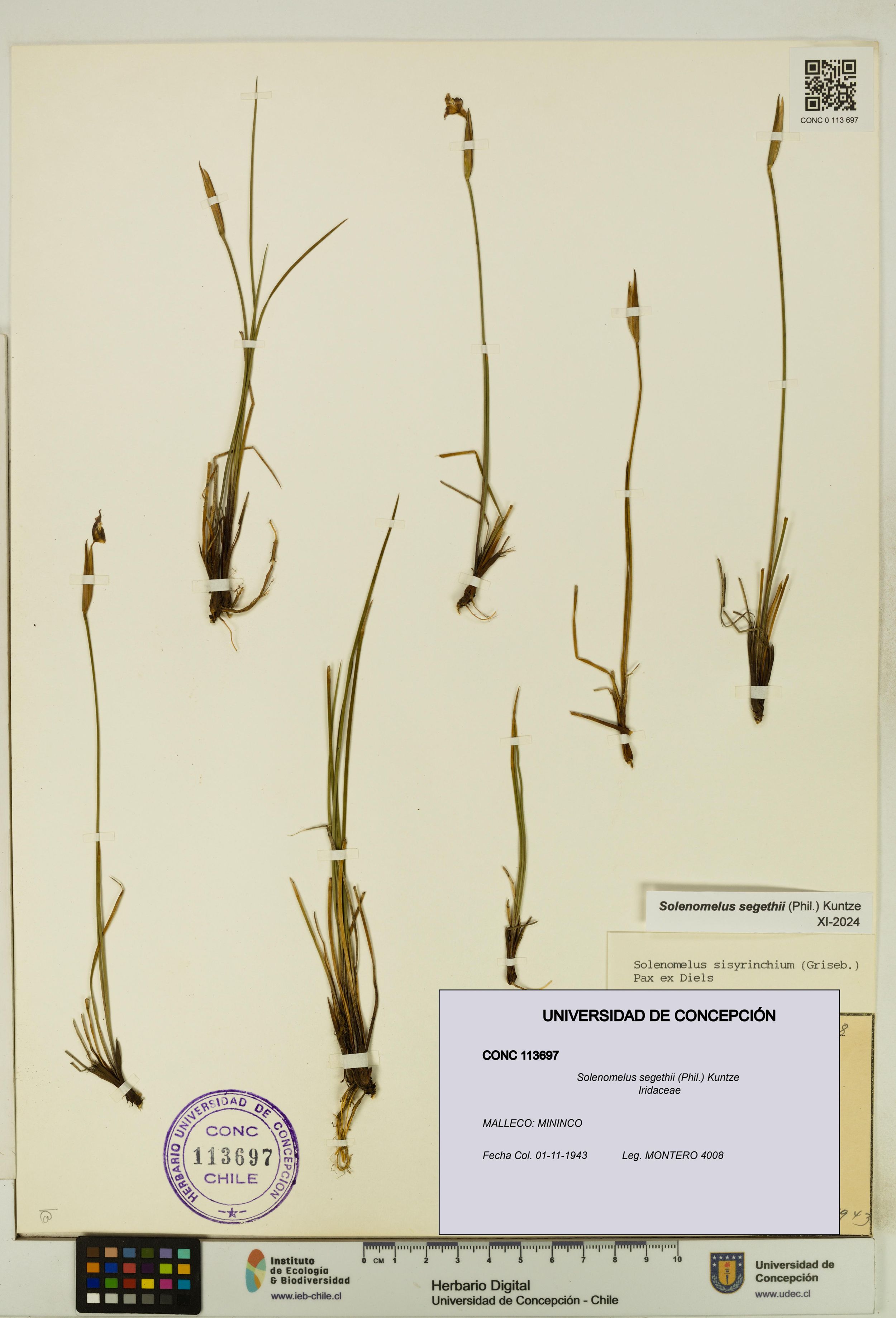 Solenomelus segethii [Espécimen: ]