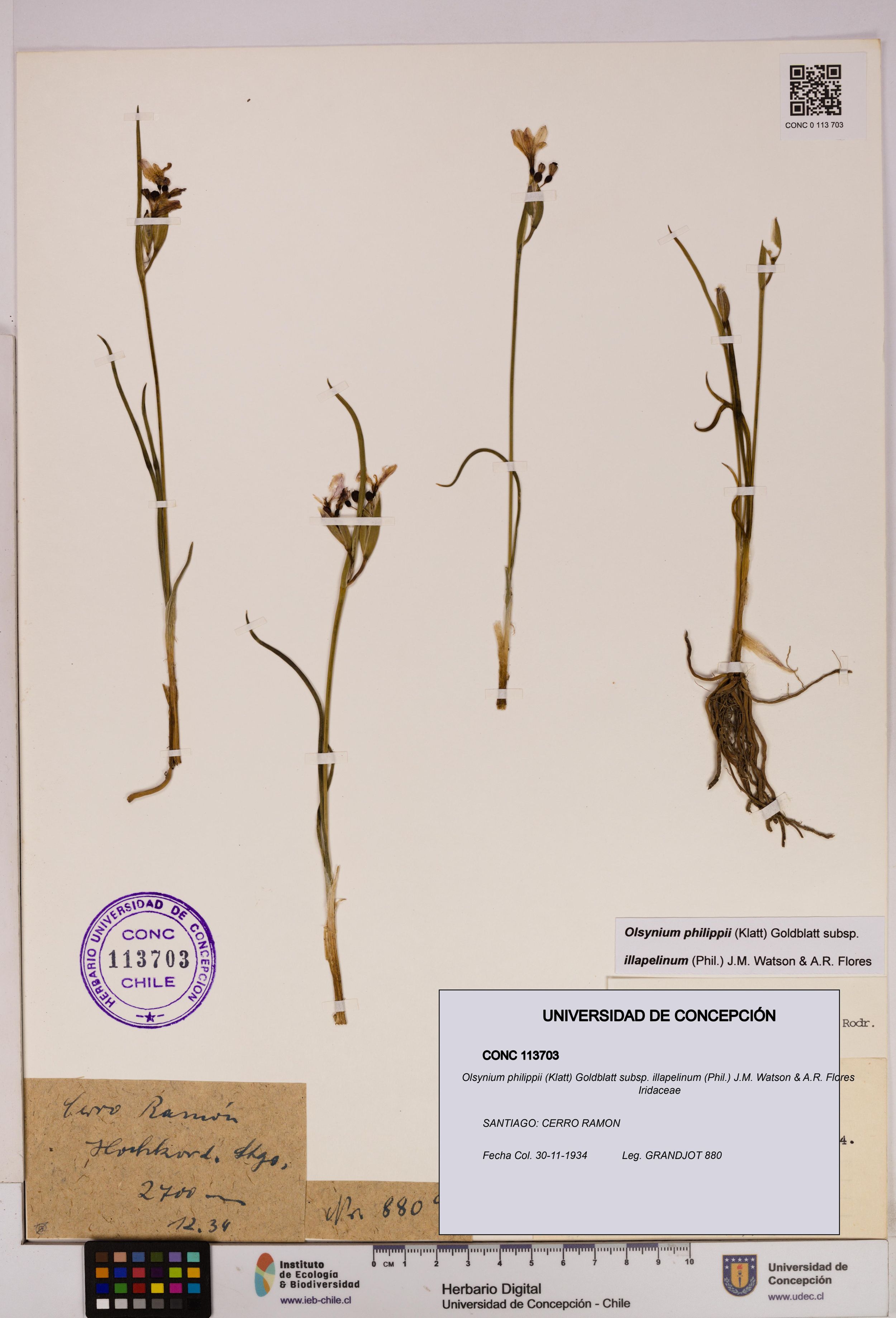 Olsynium philippii subsp. illapelinum [Espécimen: ]