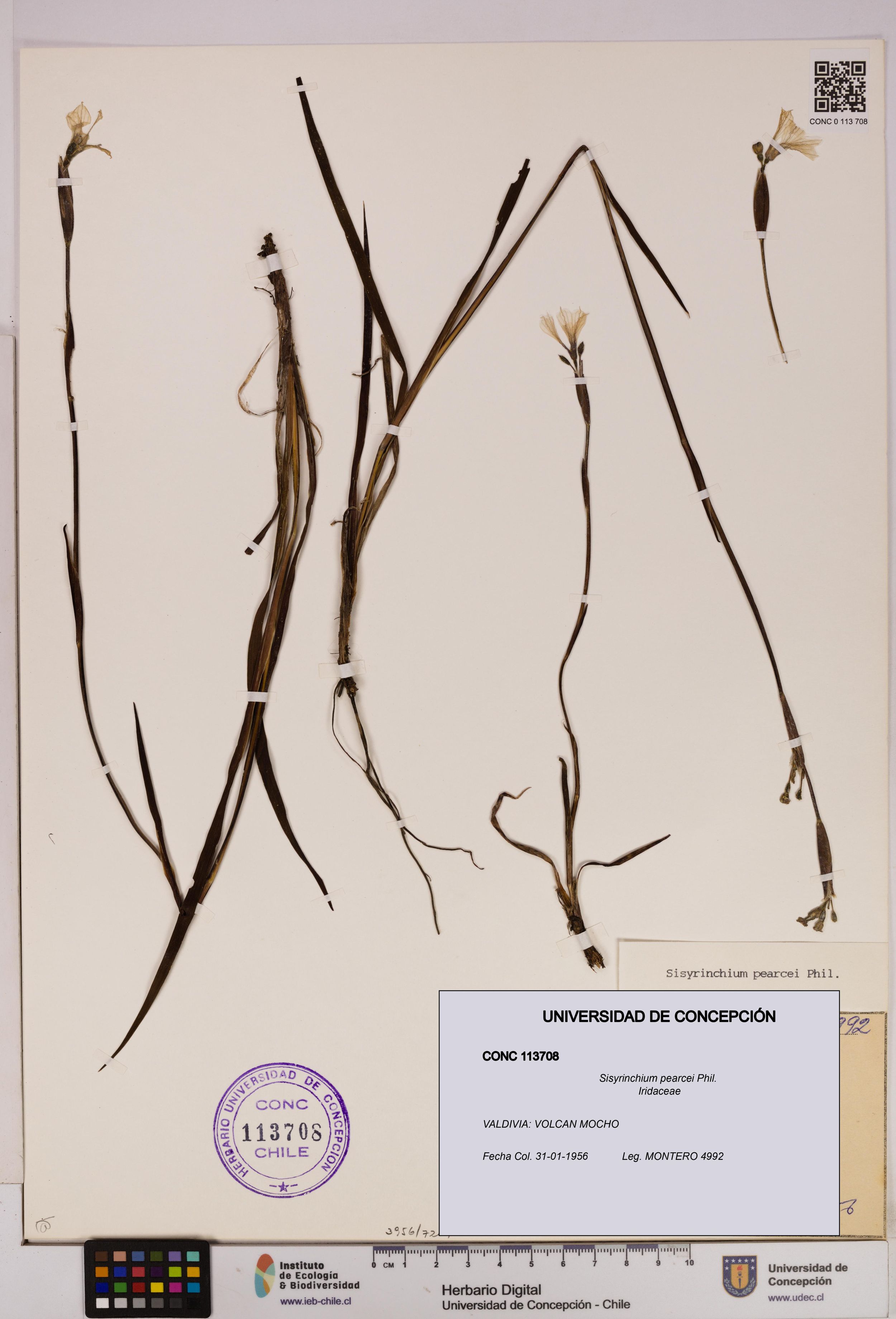 Sisyrinchium pearcei [Espécimen: ]