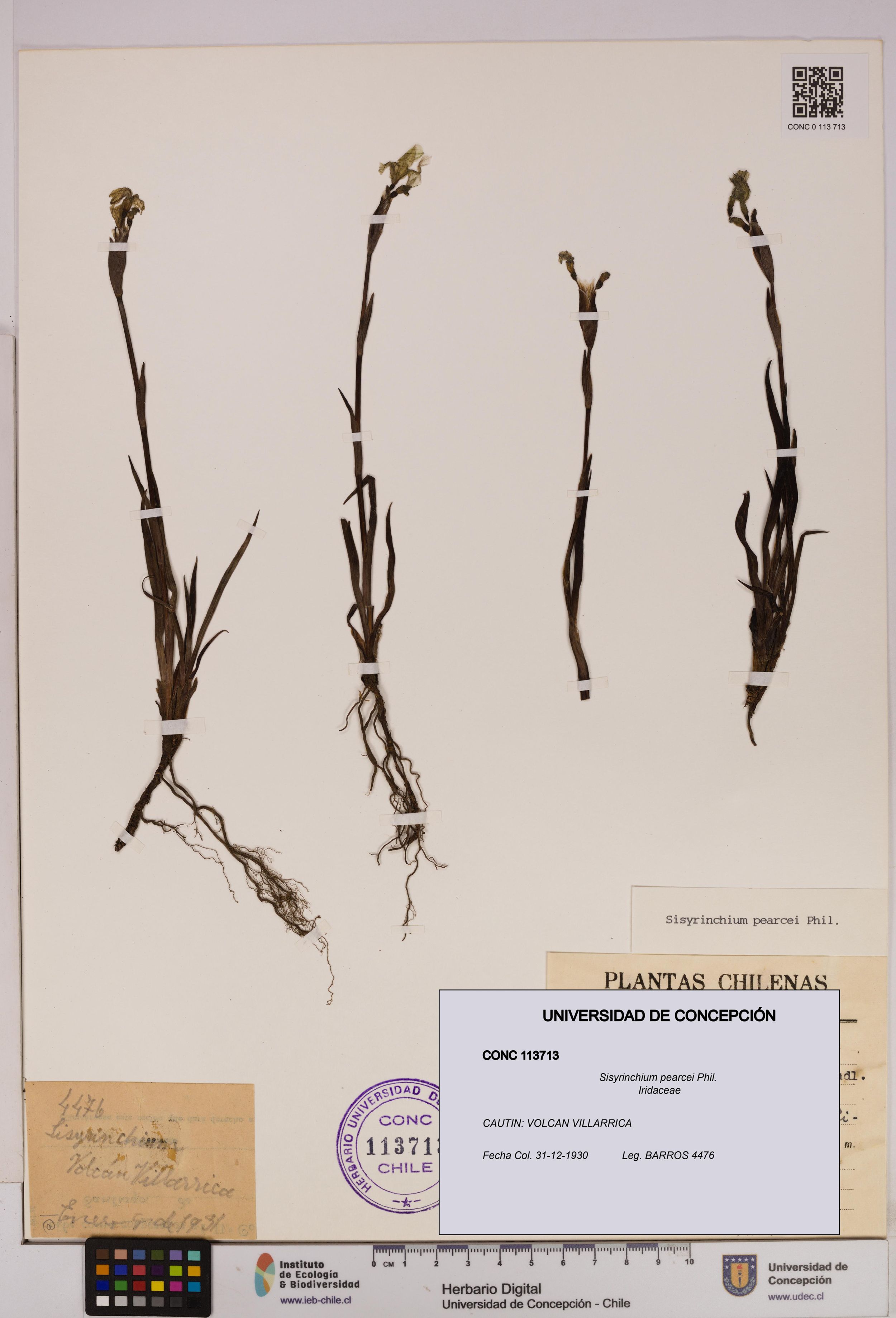 Sisyrinchium pearcei [Espécimen: ]