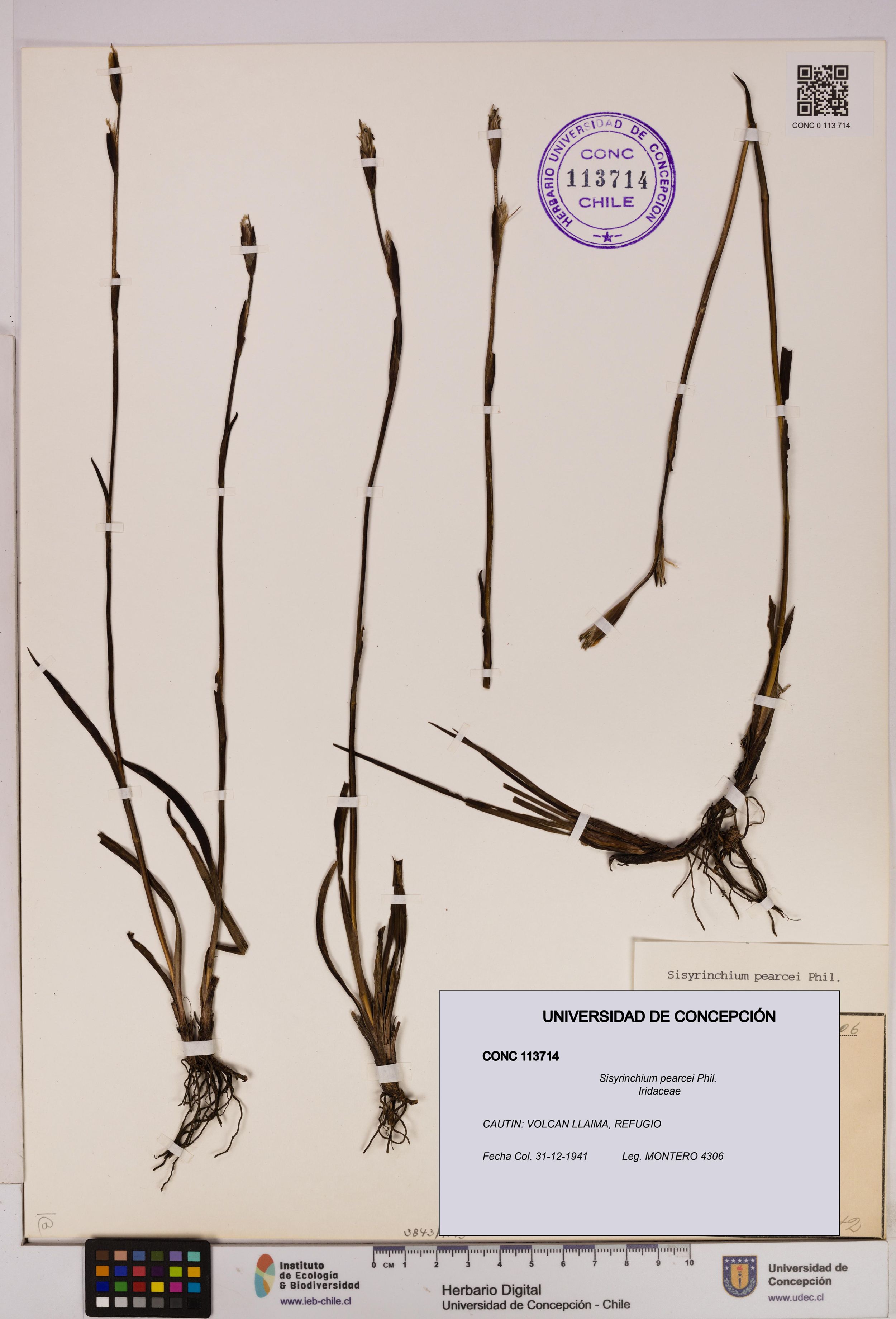 Sisyrinchium pearcei [Espécimen: ]