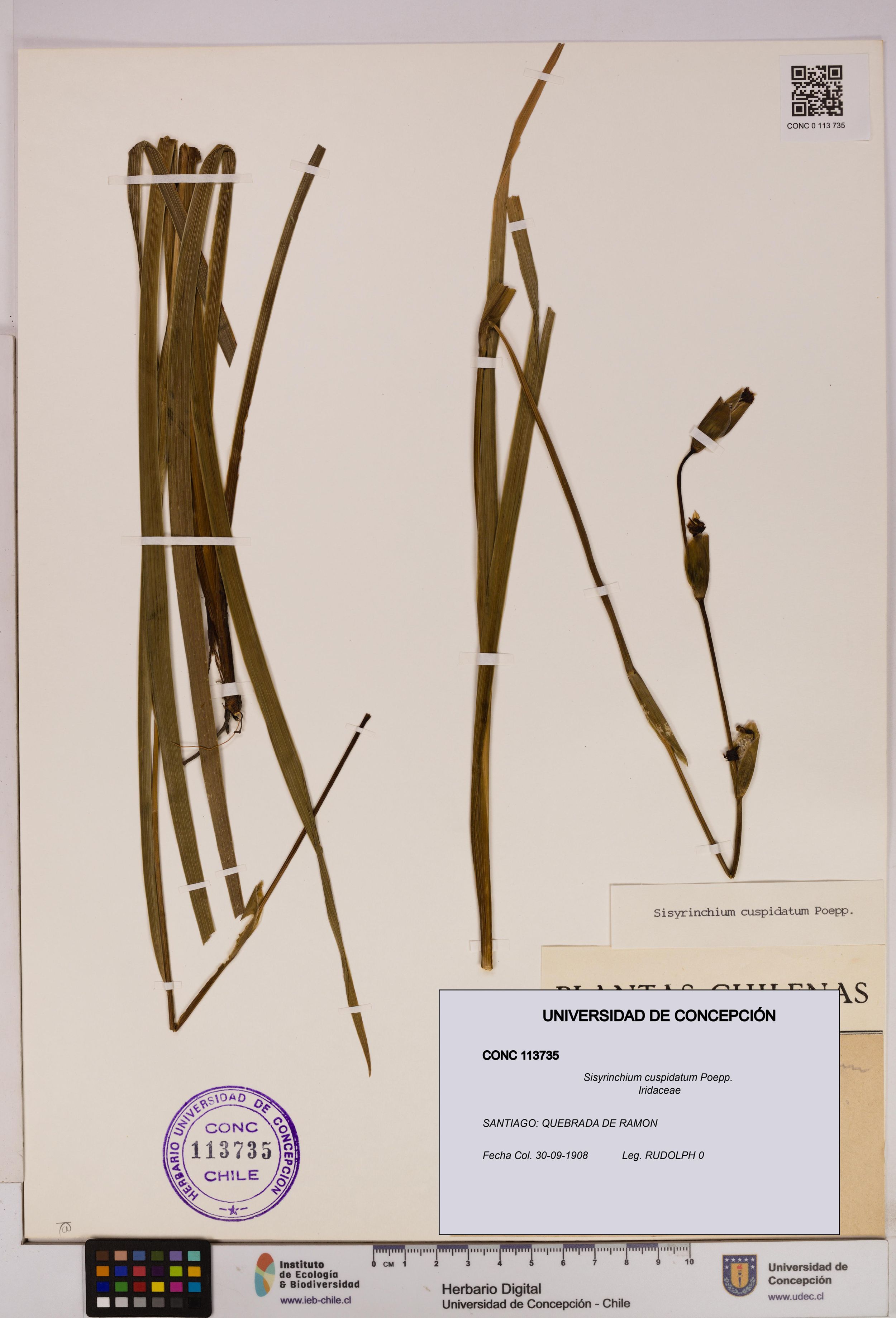 Sisyrinchium cuspidatum [Espécimen: ]