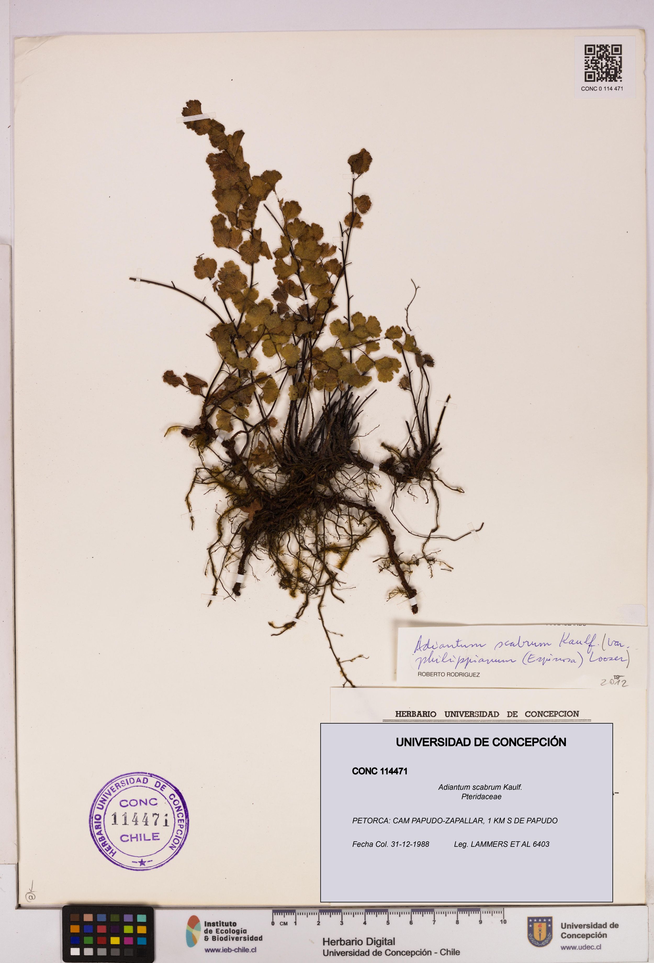 Adiantum scabrum [Espécimen: ]