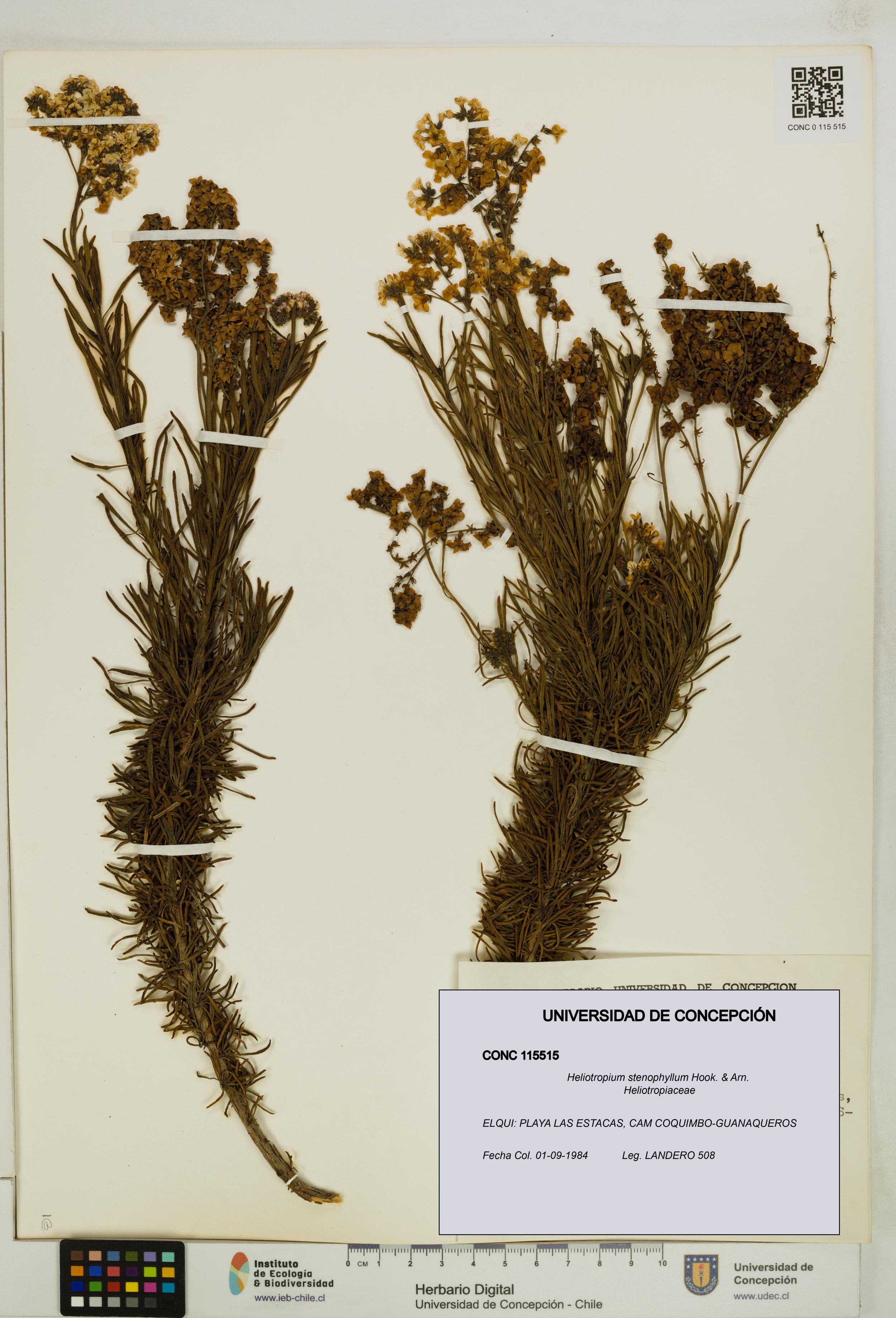 Heliotropium stenophyllum [Espécimen: ]