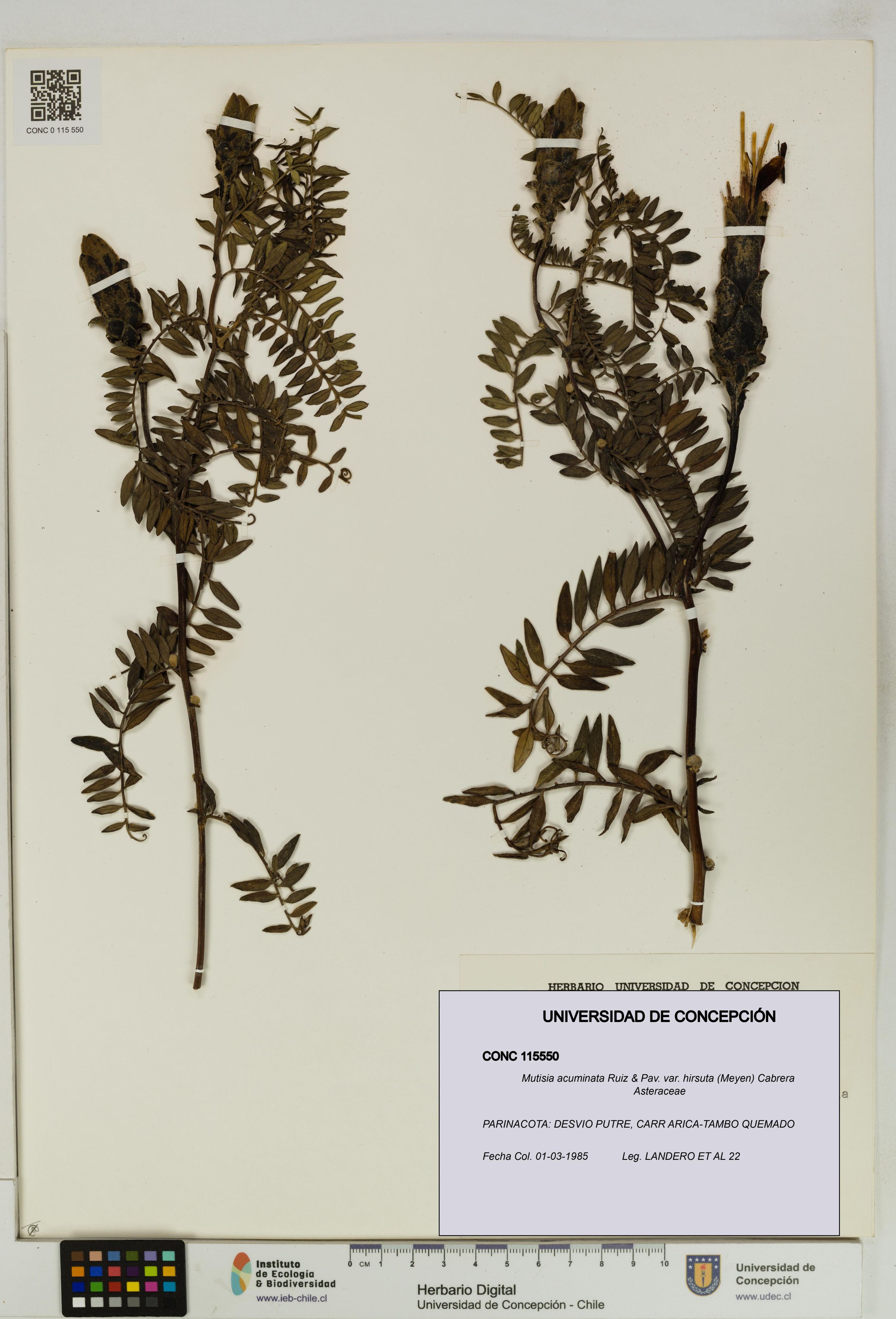 Mutisia acuminata var. hirsuta [Espécimen: ]