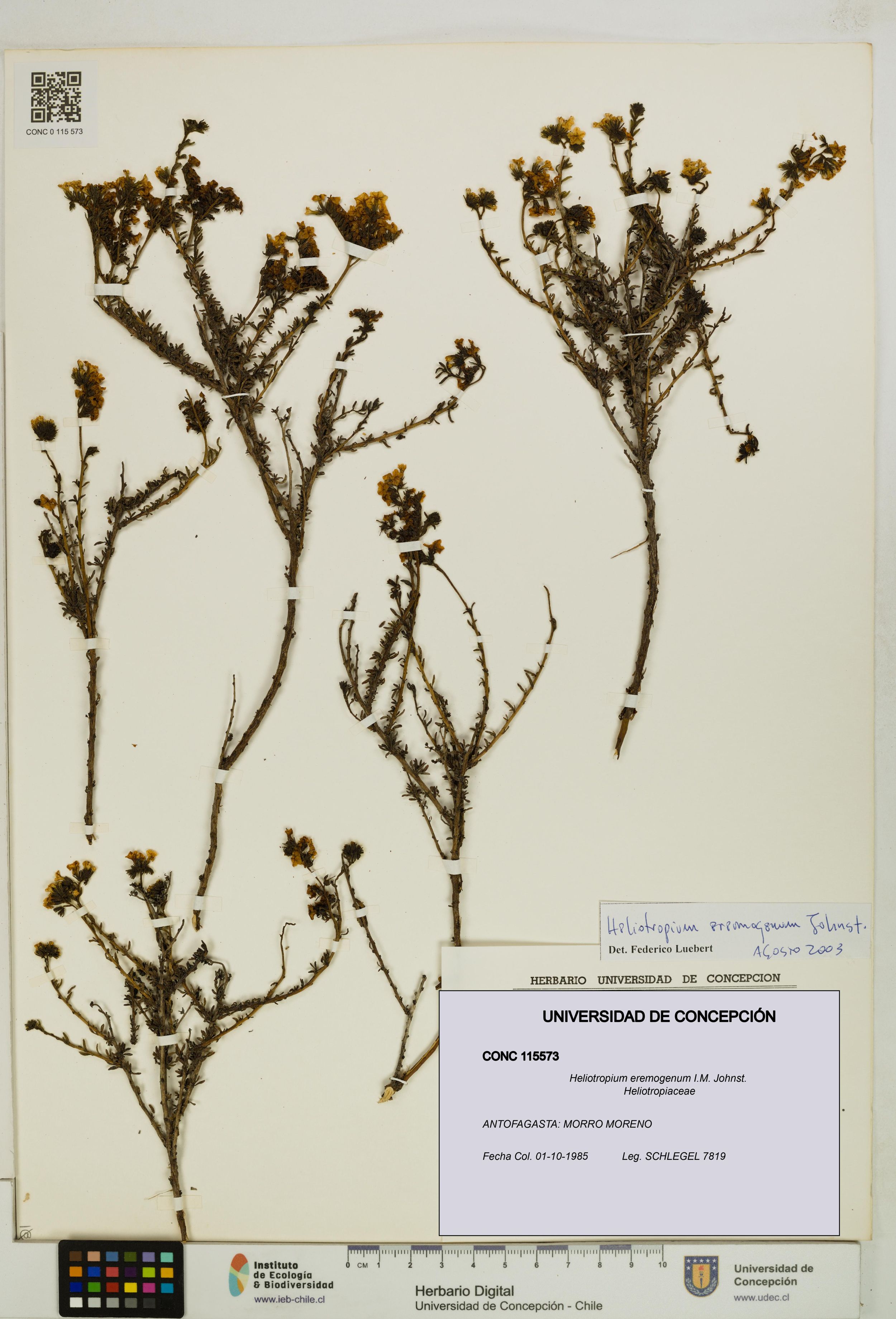 Heliotropium eremogenum [Espécimen: ]