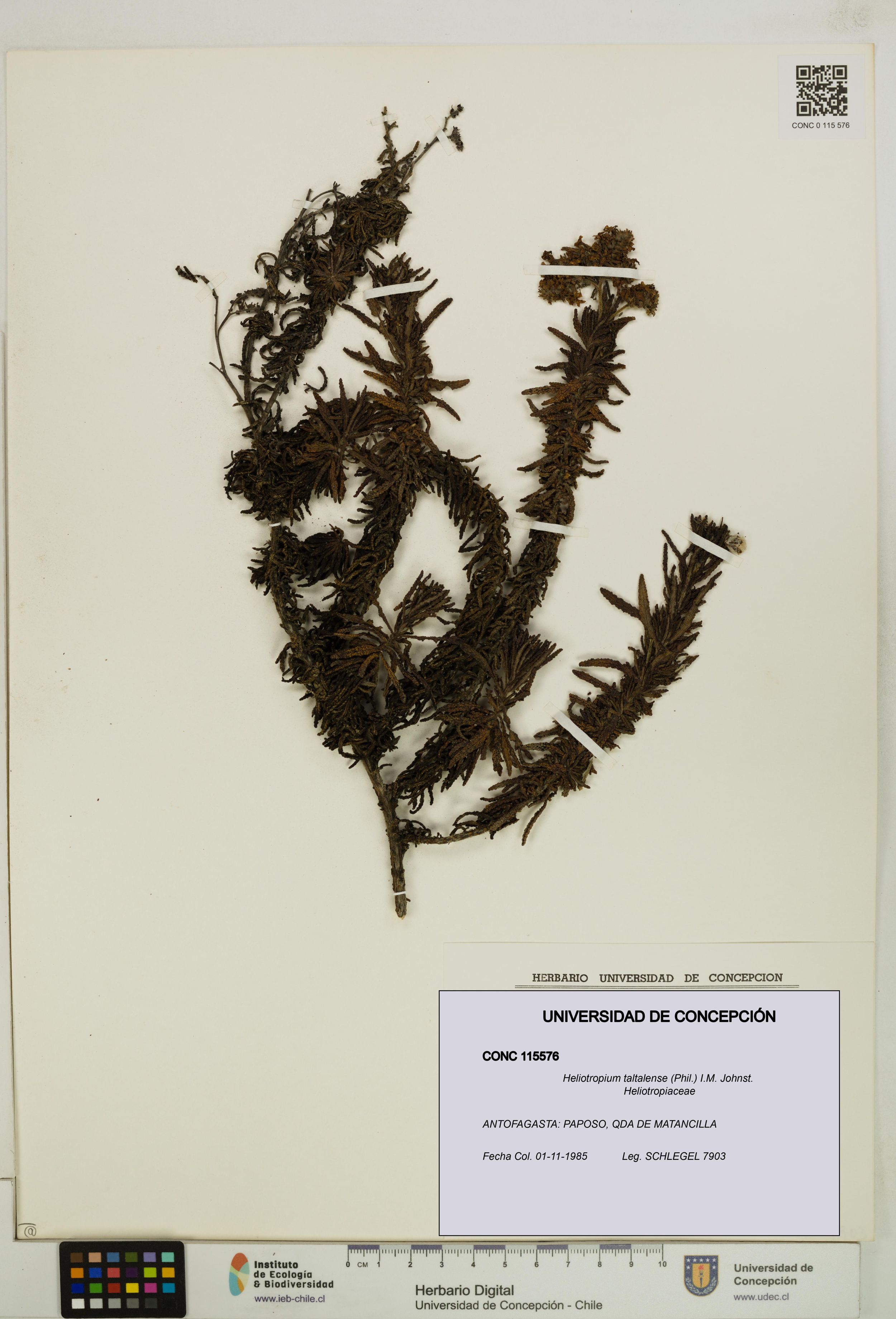 Heliotropium taltalense [Espécimen: ]