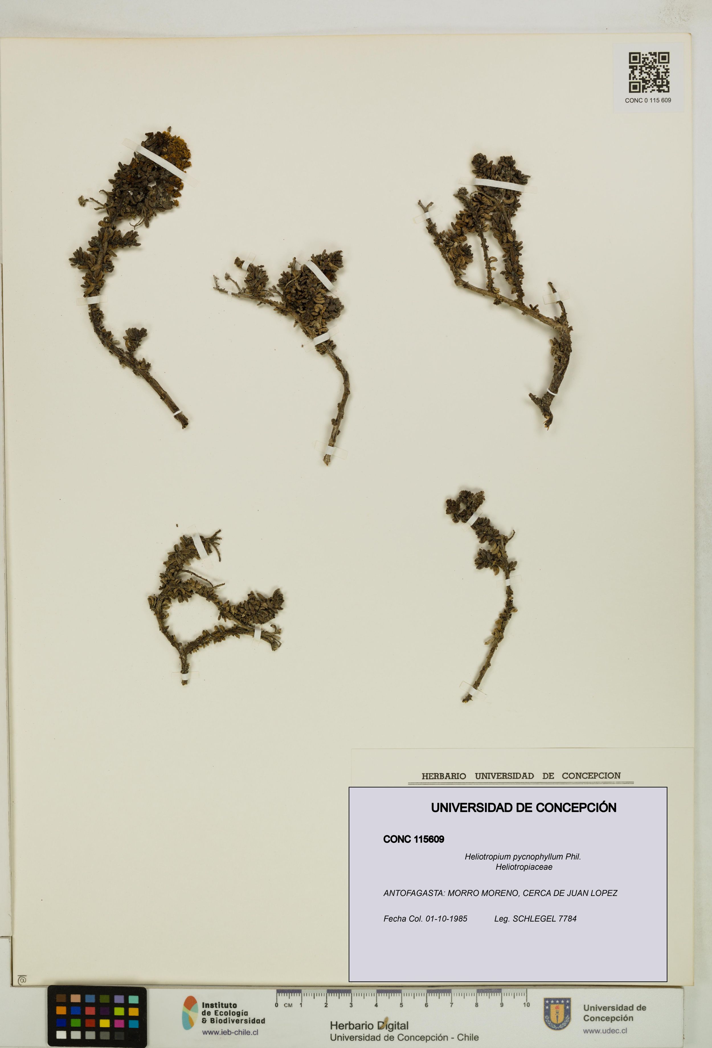 Heliotropium pycnophyllum [Espécimen: ]