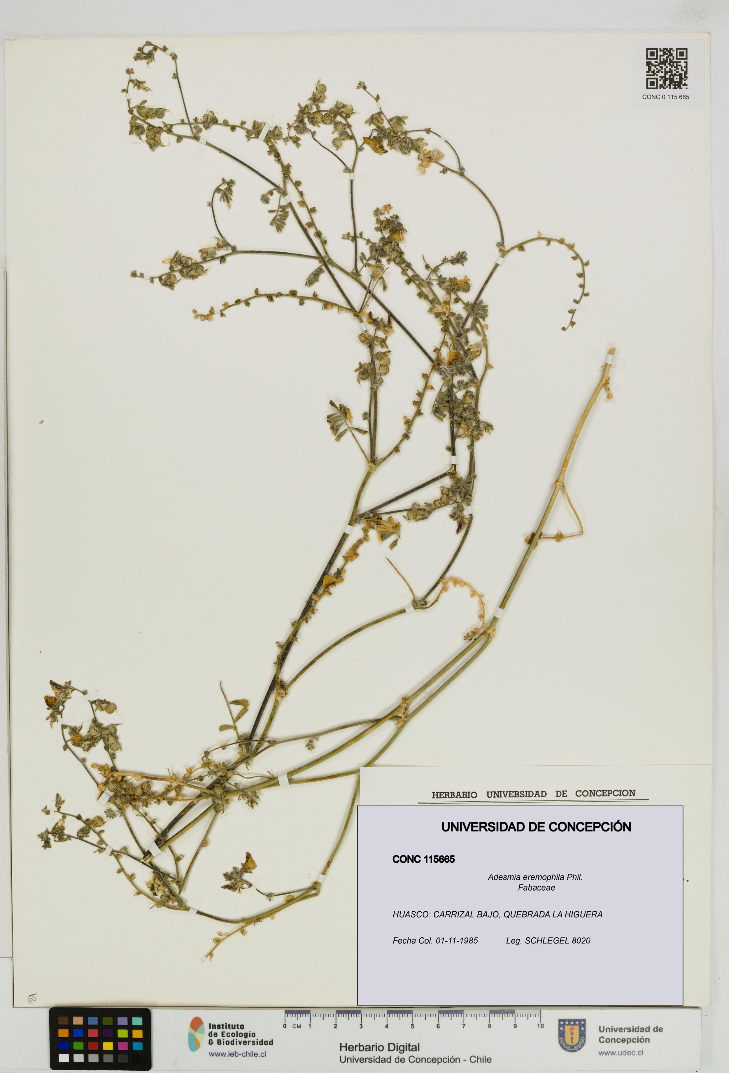 Adesmia eremophila [Espécimen: ]