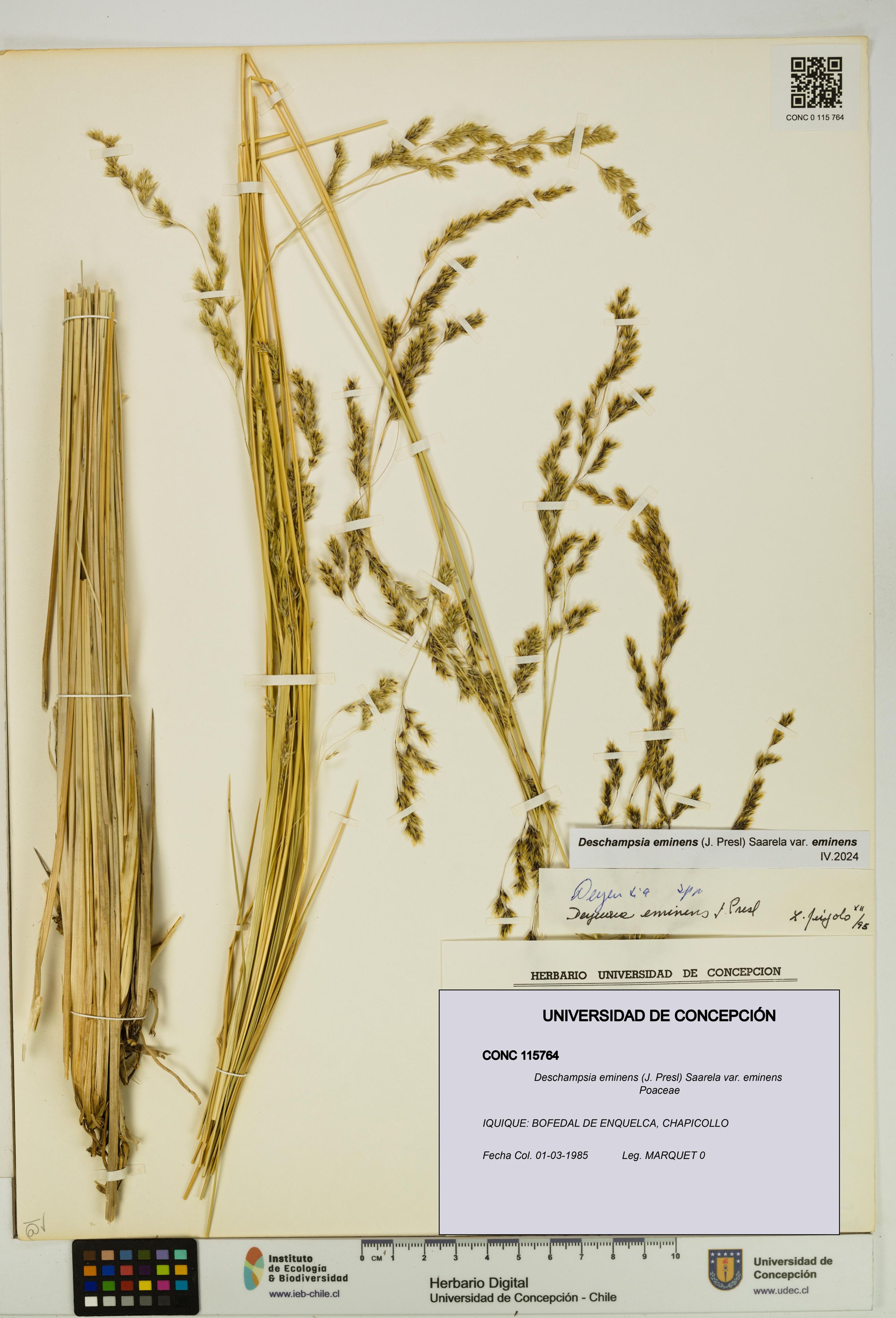 Deschampsia eminens [Espécimen: ]