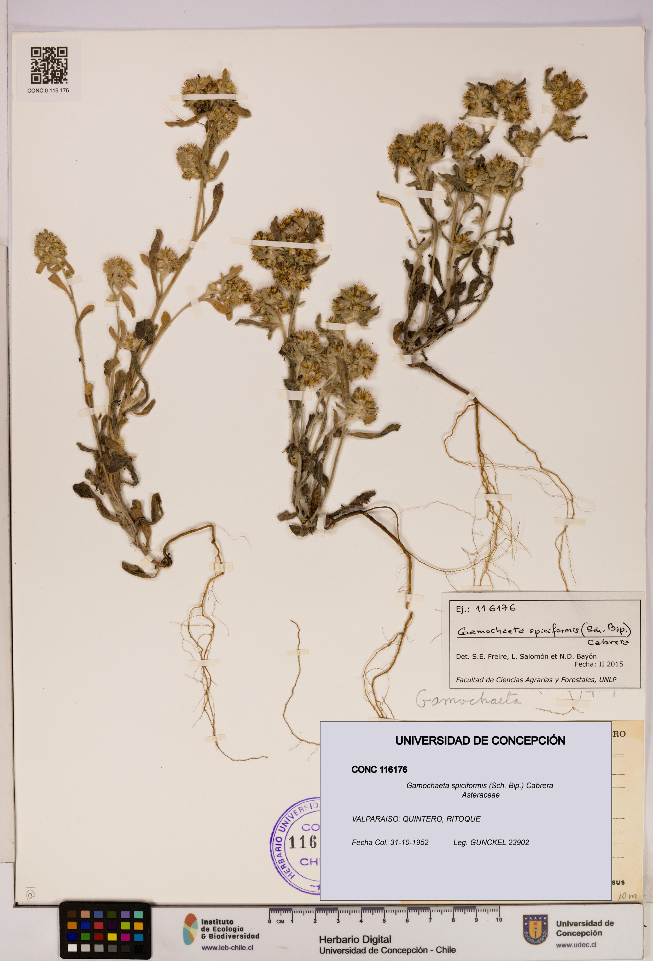 Gamochaeta spiciformis [Espécimen: ]
