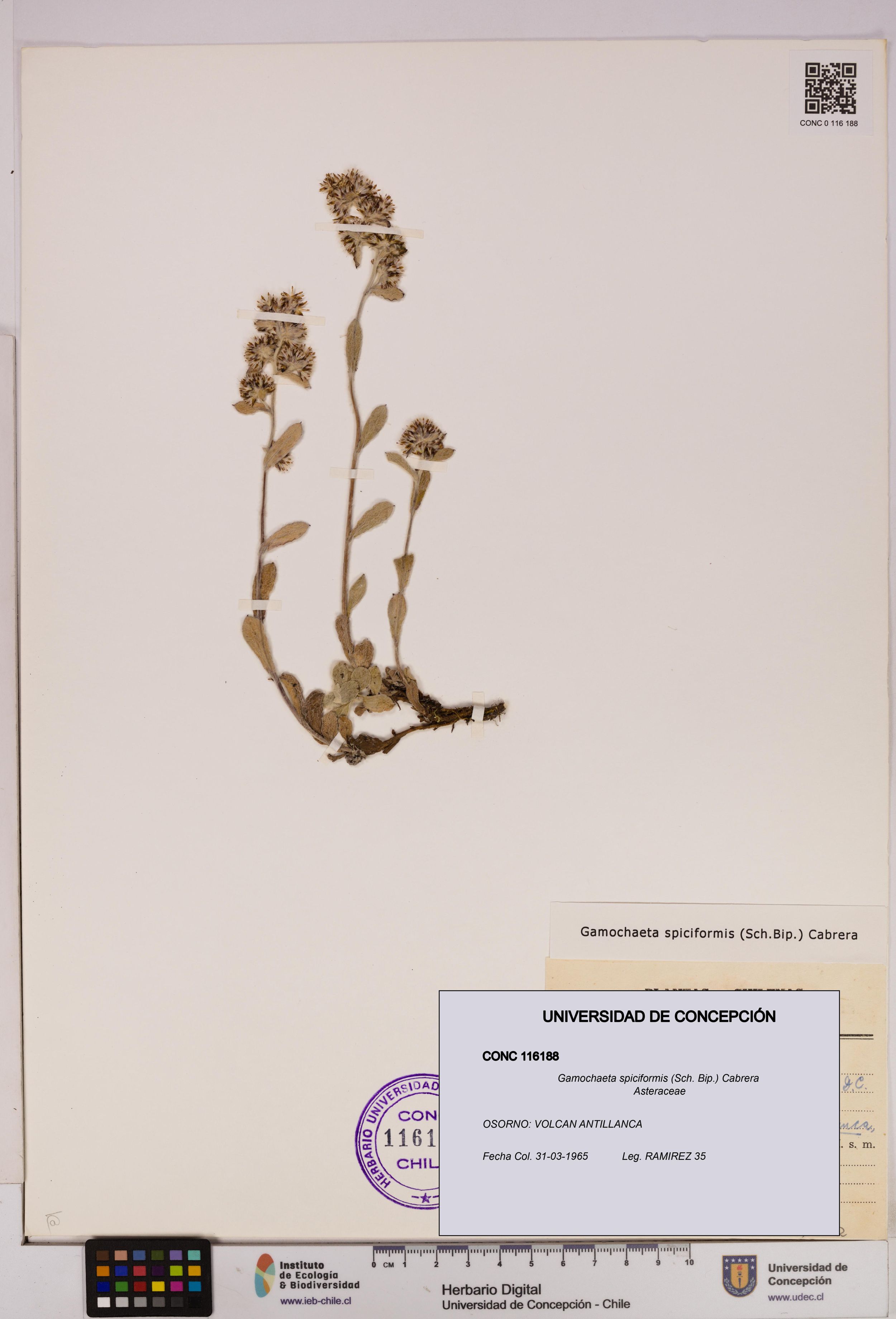 Gamochaeta spiciformis [Espécimen: ]