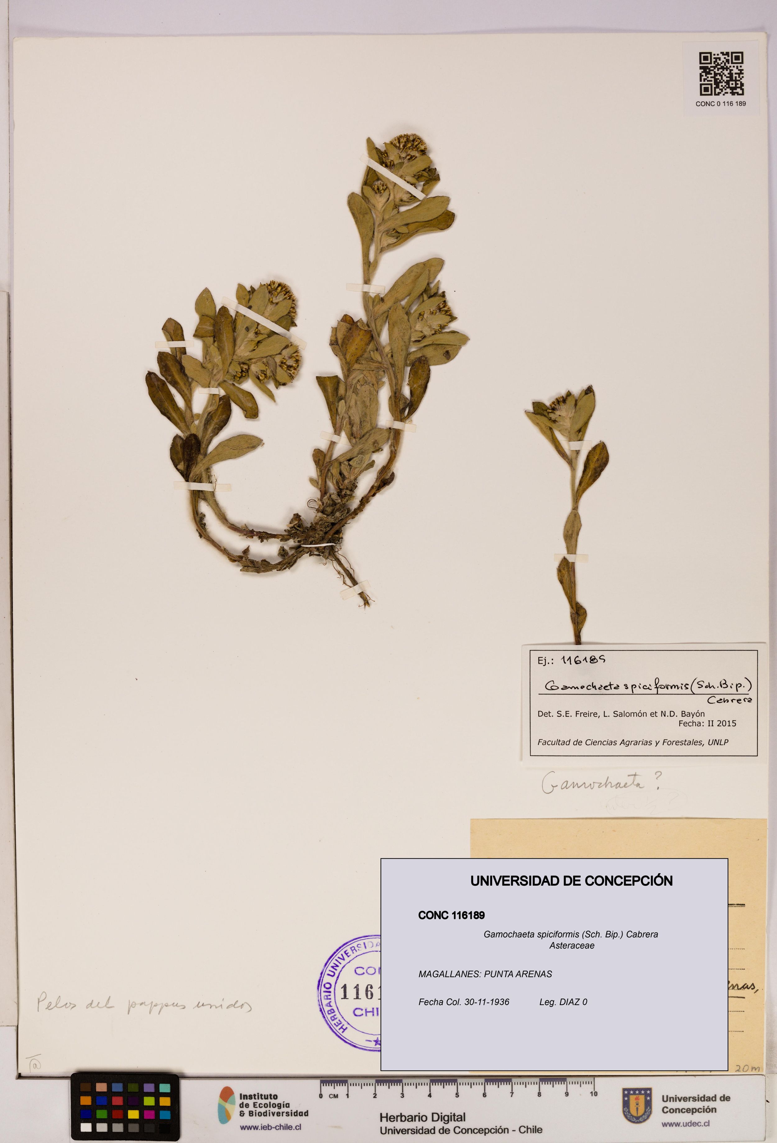 Gamochaeta spiciformis [Espécimen: ]