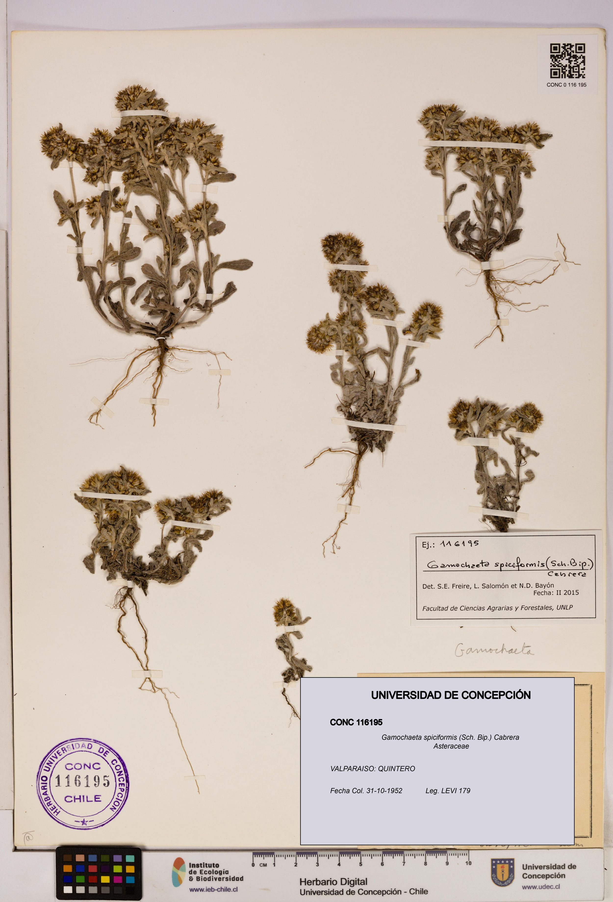 Gamochaeta spiciformis [Espécimen: ]