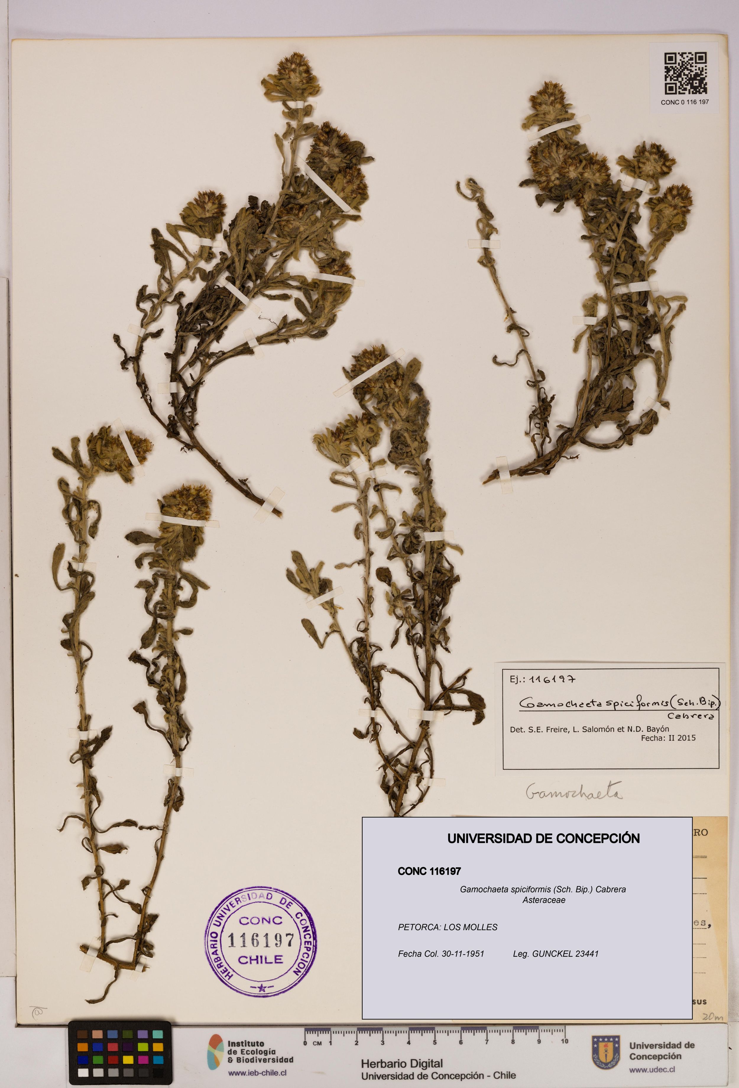 Gamochaeta spiciformis [Espécimen: ]