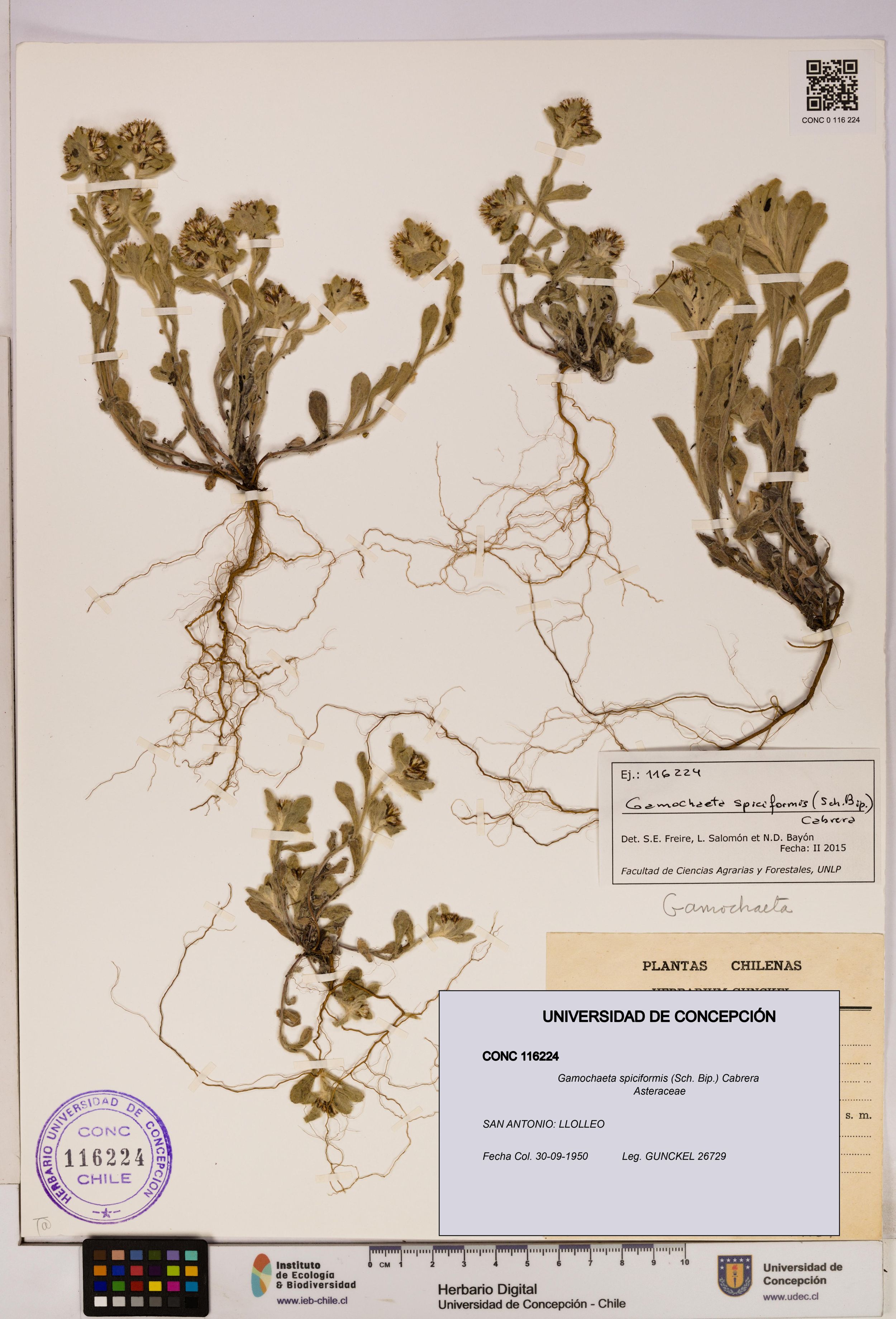 Gamochaeta spiciformis [Espécimen: ]