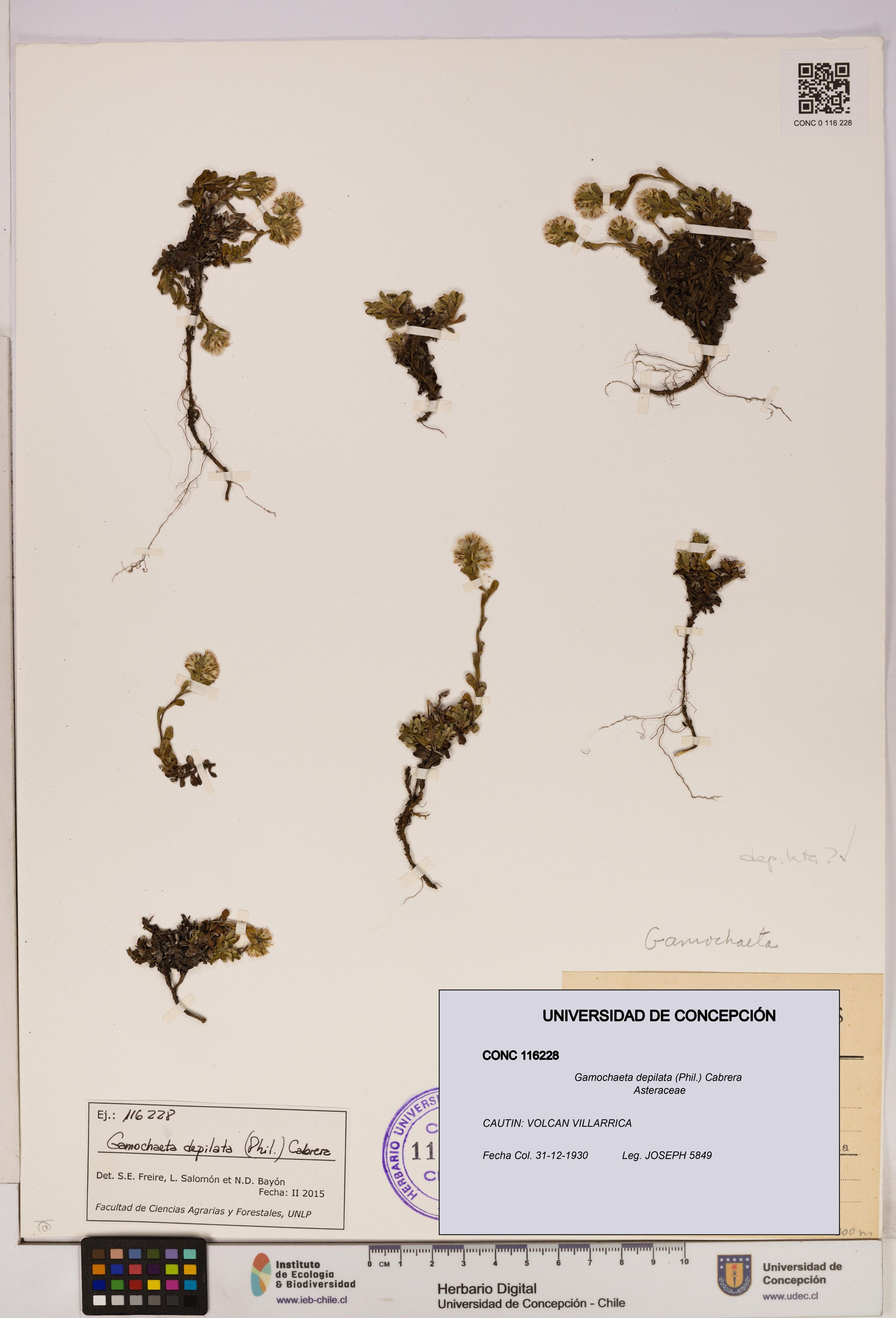 Gamochaeta depilata [Espécimen: ]