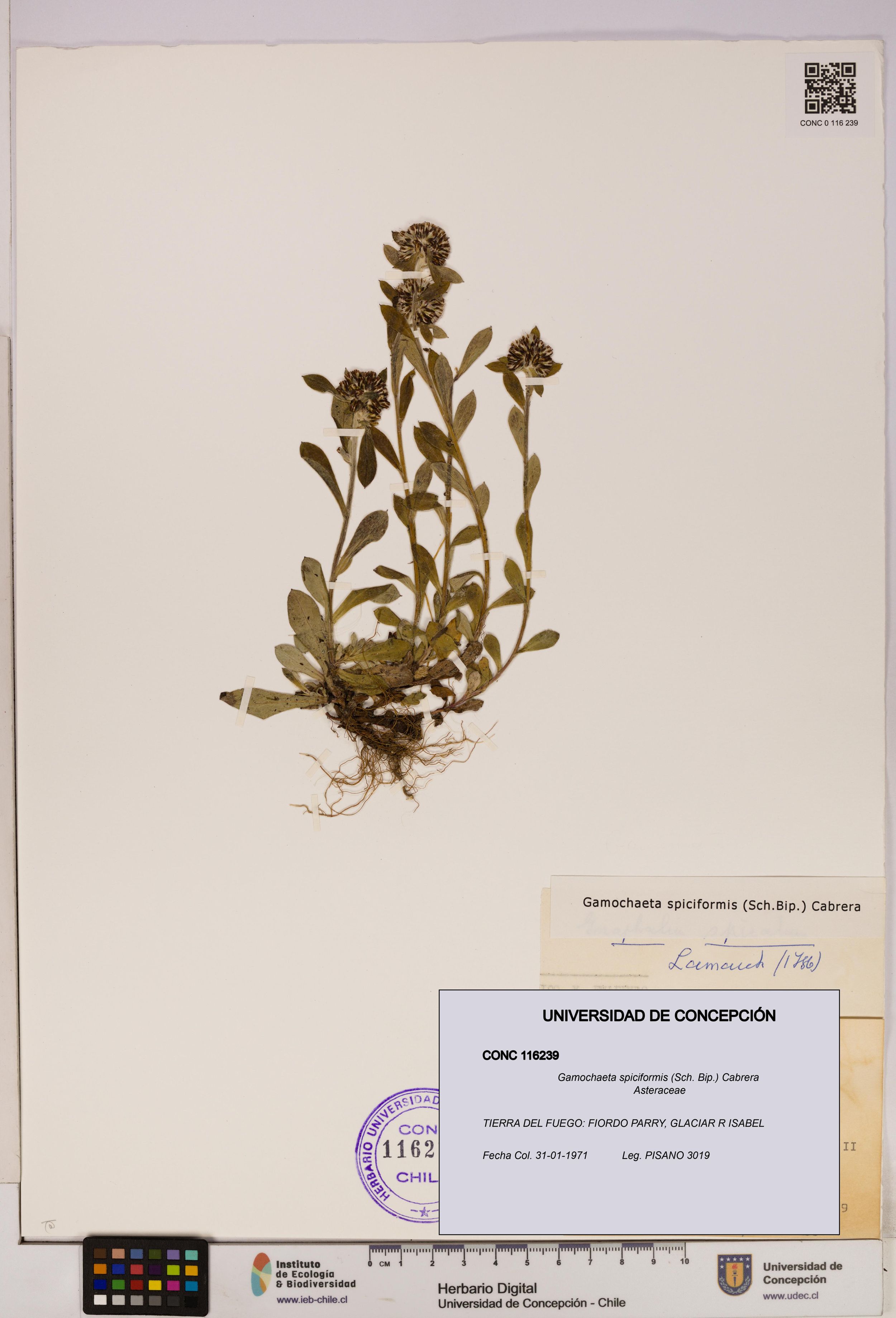 Gamochaeta spiciformis [Espécimen: ]