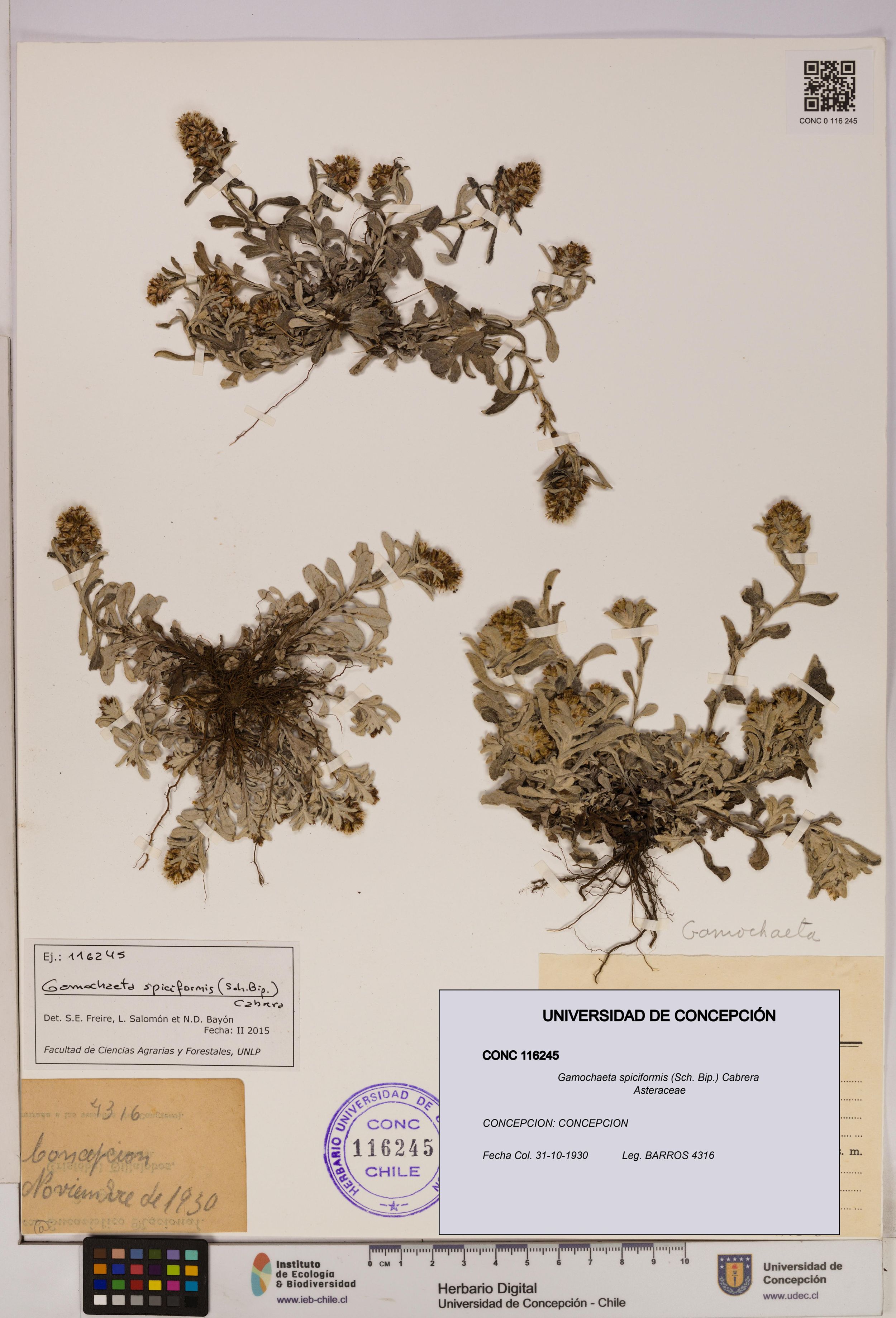Gamochaeta spiciformis [Espécimen: ]