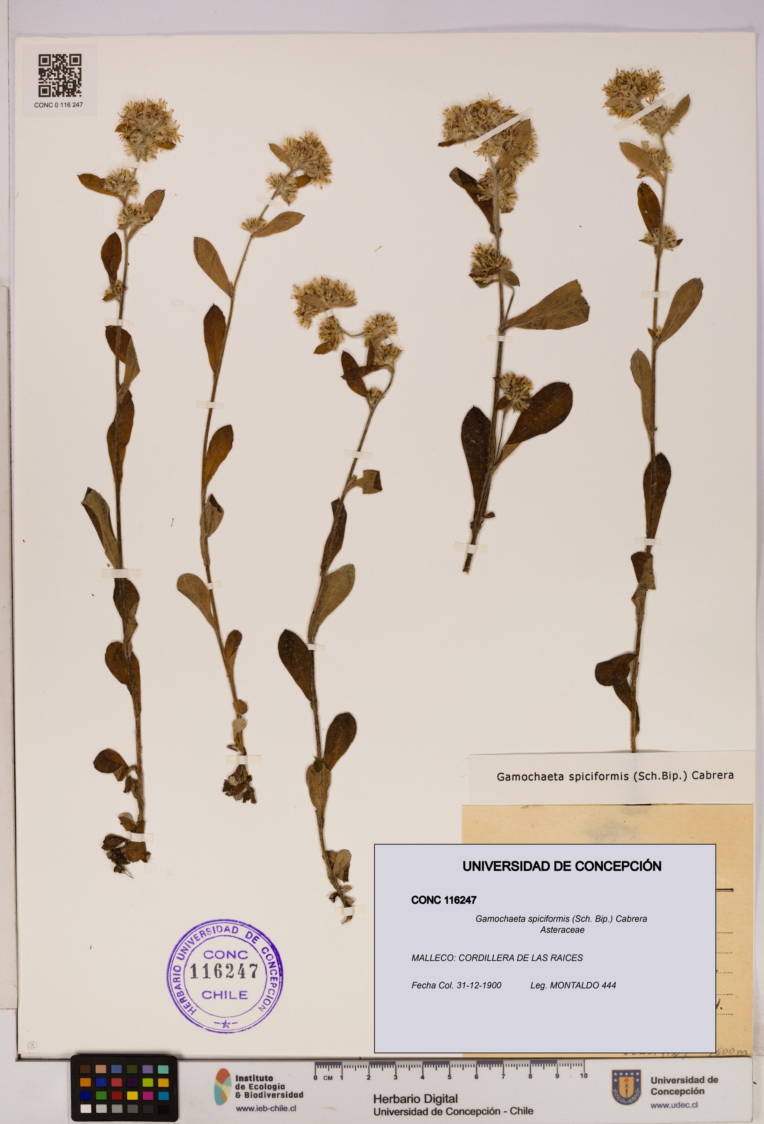 Gamochaeta spiciformis [Espécimen: ]