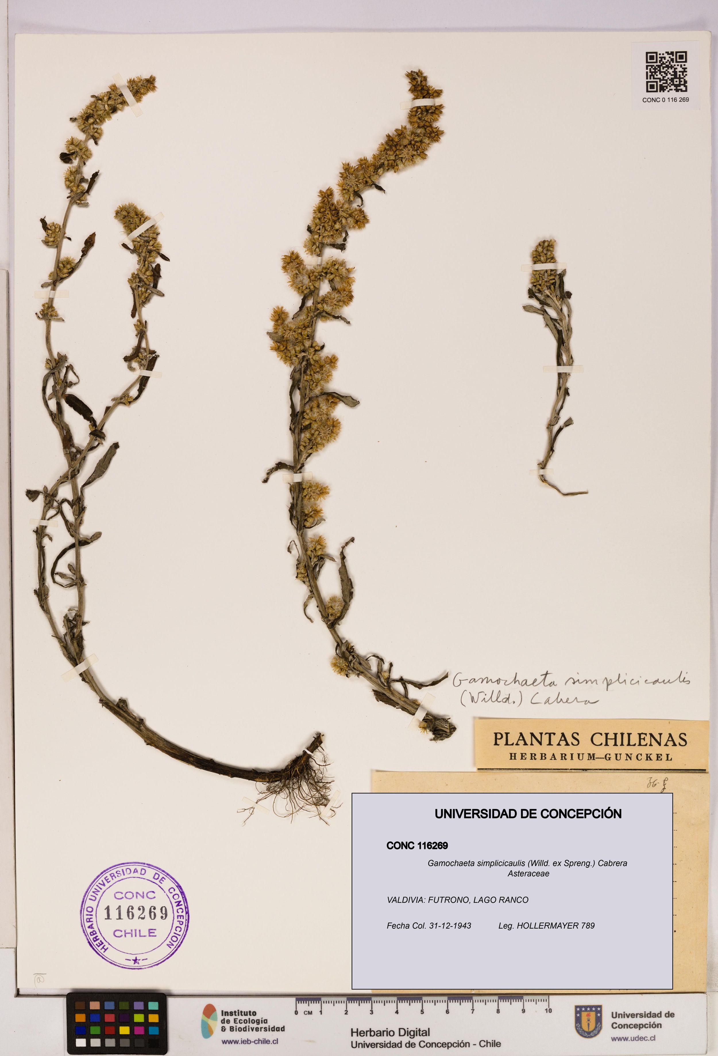 Gamochaeta simplicicaulis [Espécimen: ]