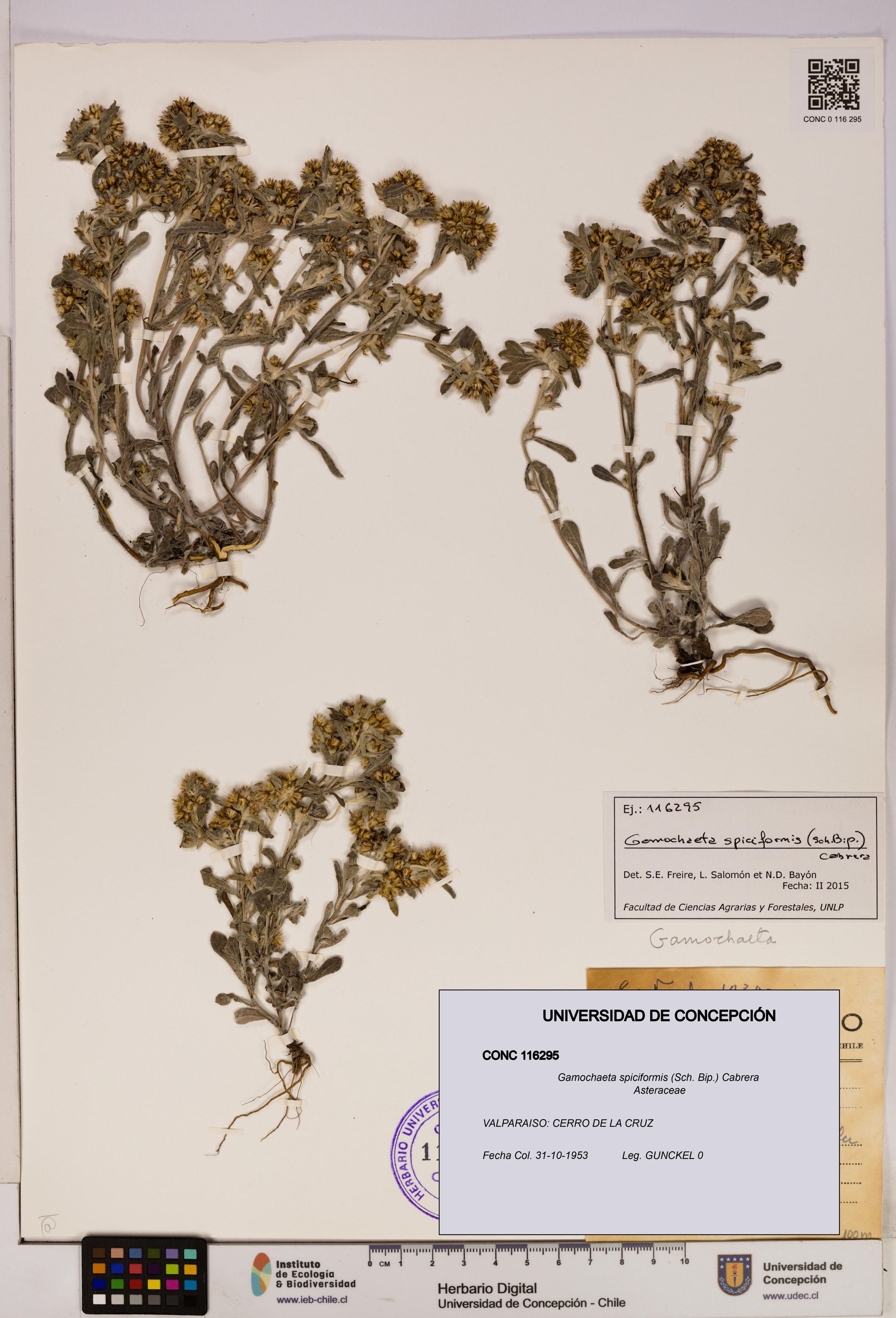 Gamochaeta spiciformis [Espécimen: ]