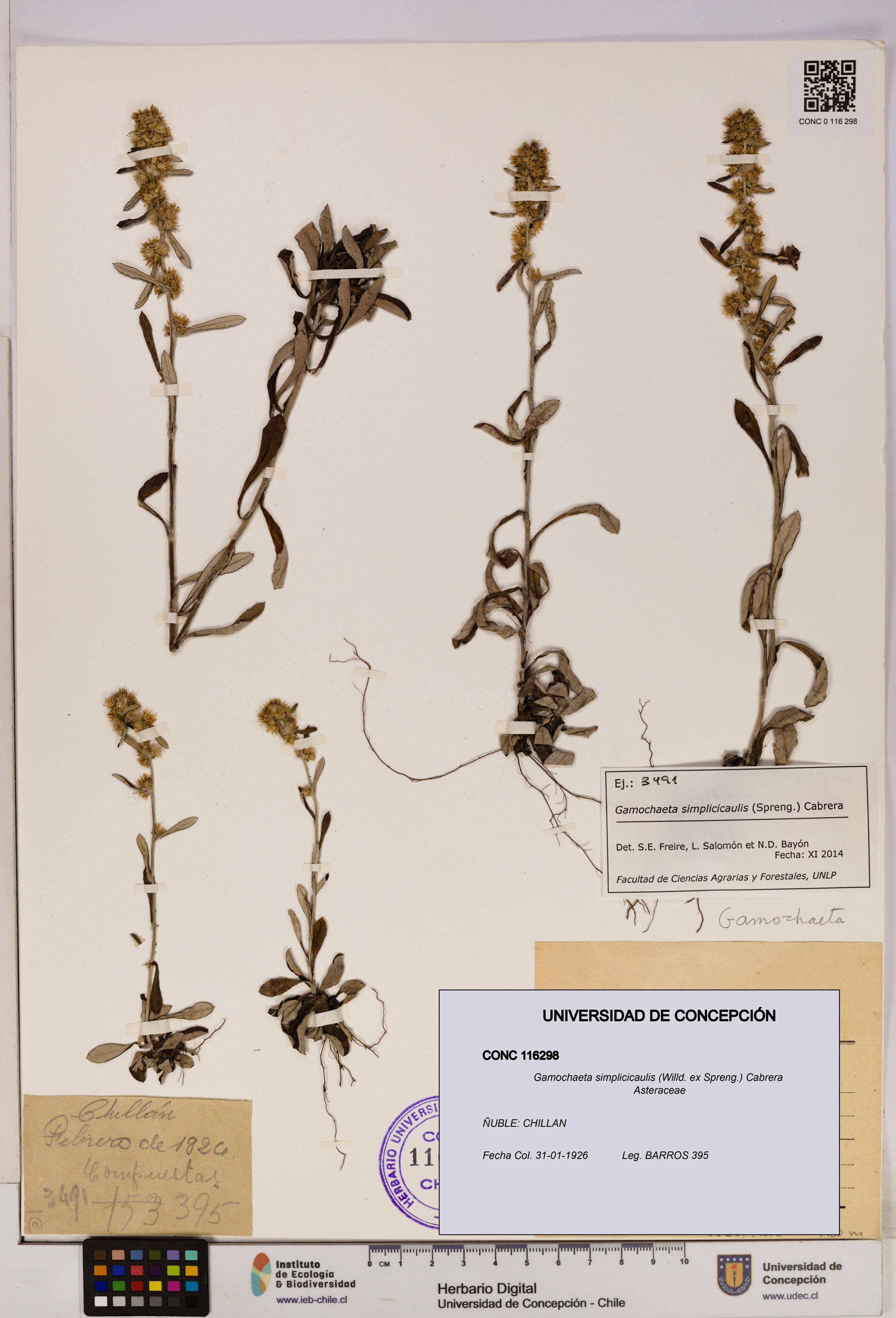 Gamochaeta simplicicaulis [Espécimen: ]