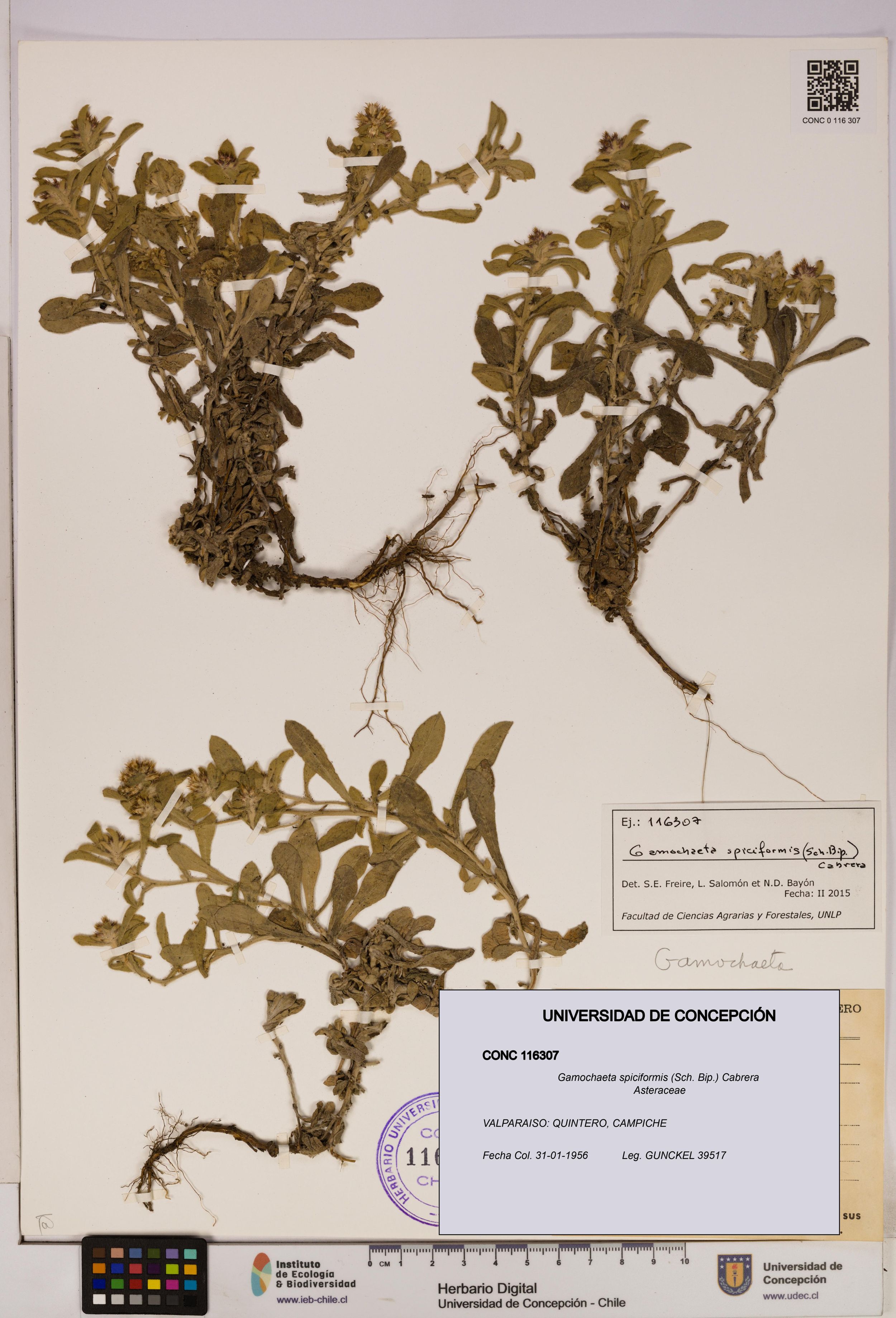 Gamochaeta spiciformis [Espécimen: ]