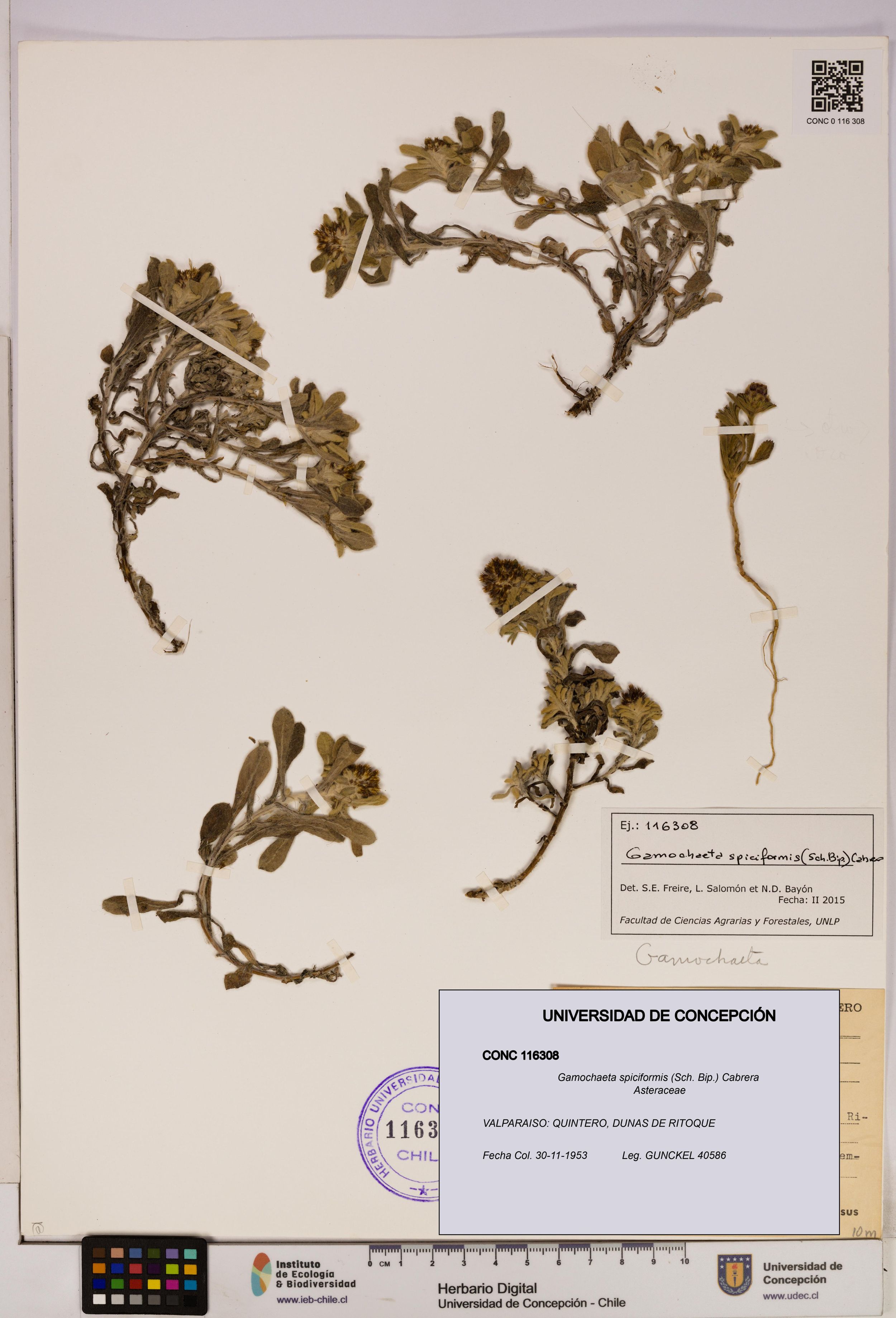 Gamochaeta spiciformis [Espécimen: ]