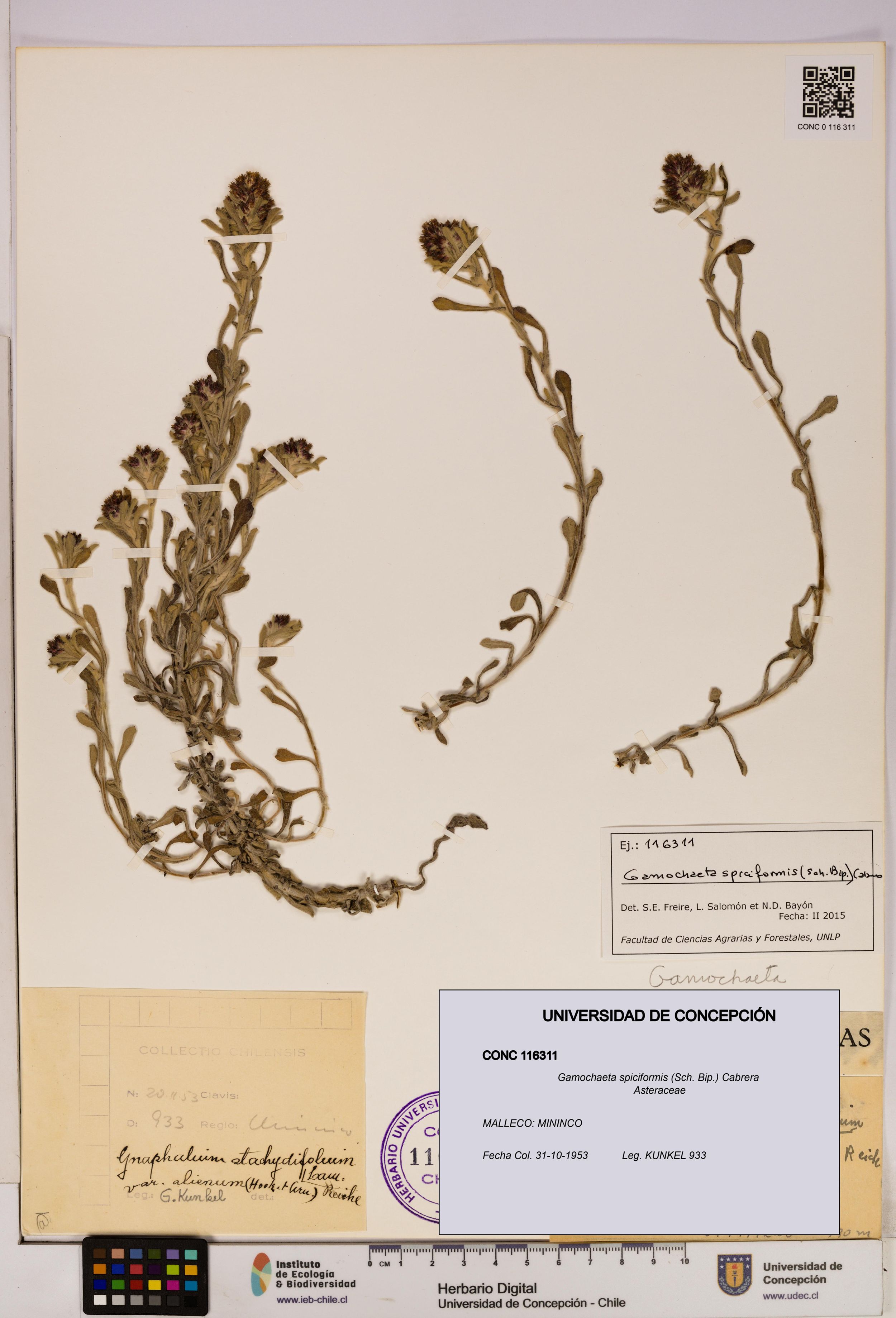 Gamochaeta spiciformis [Espécimen: ]