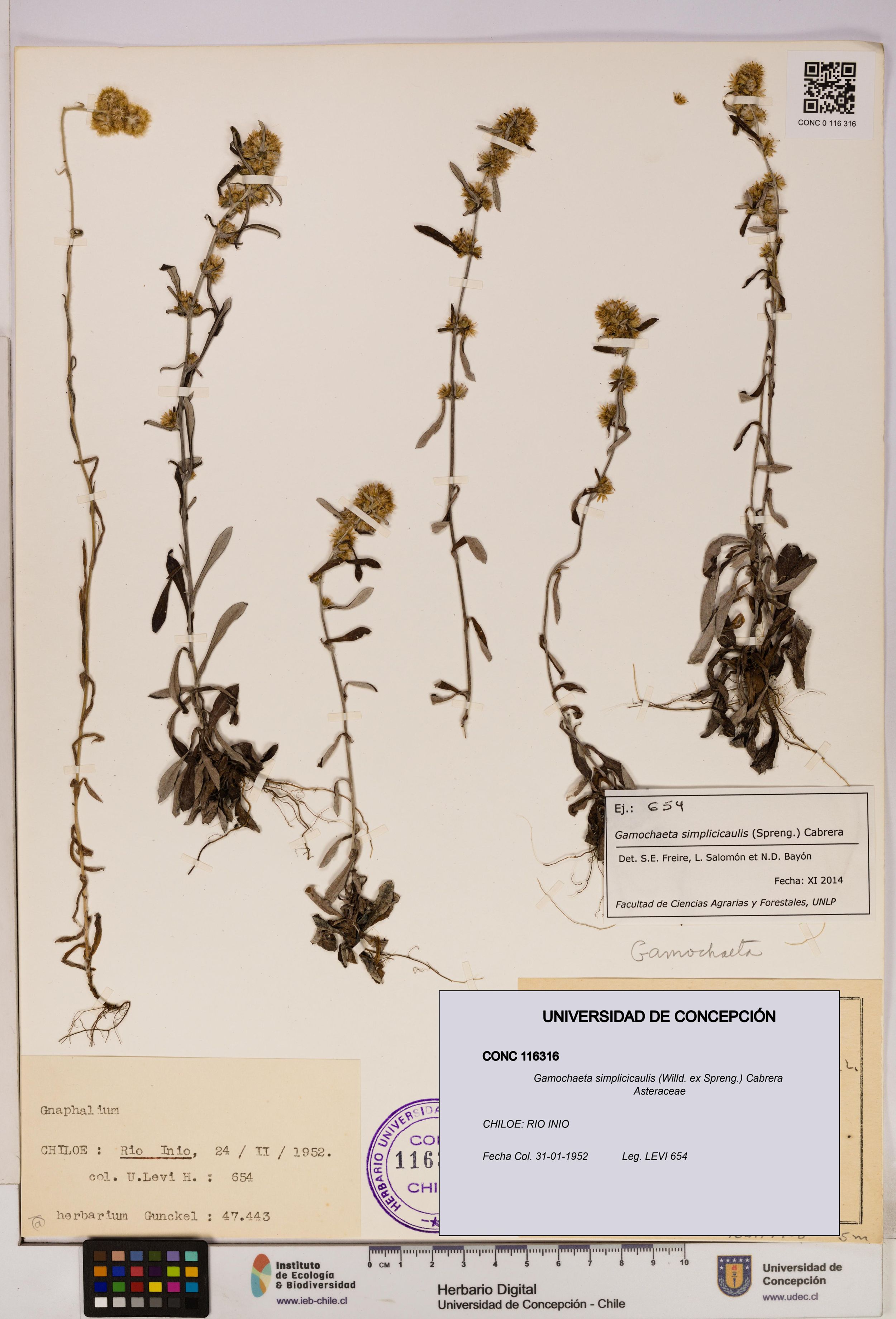 Gamochaeta simplicicaulis [Espécimen: ]