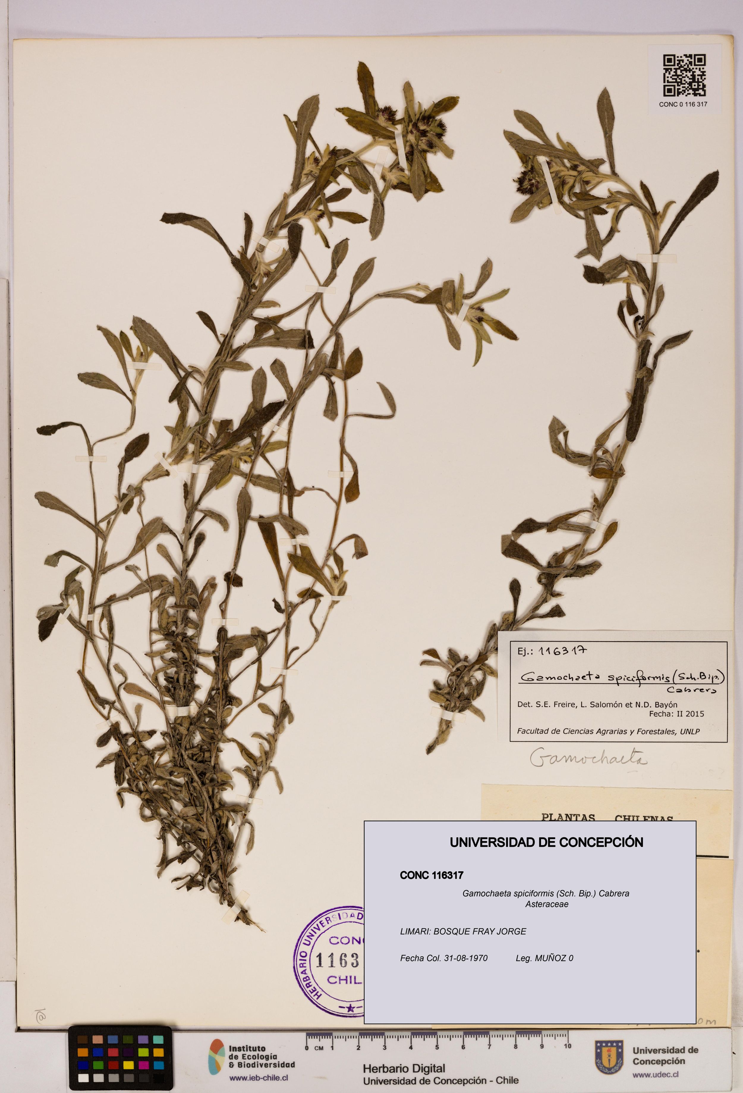 Gamochaeta spiciformis [Espécimen: ]