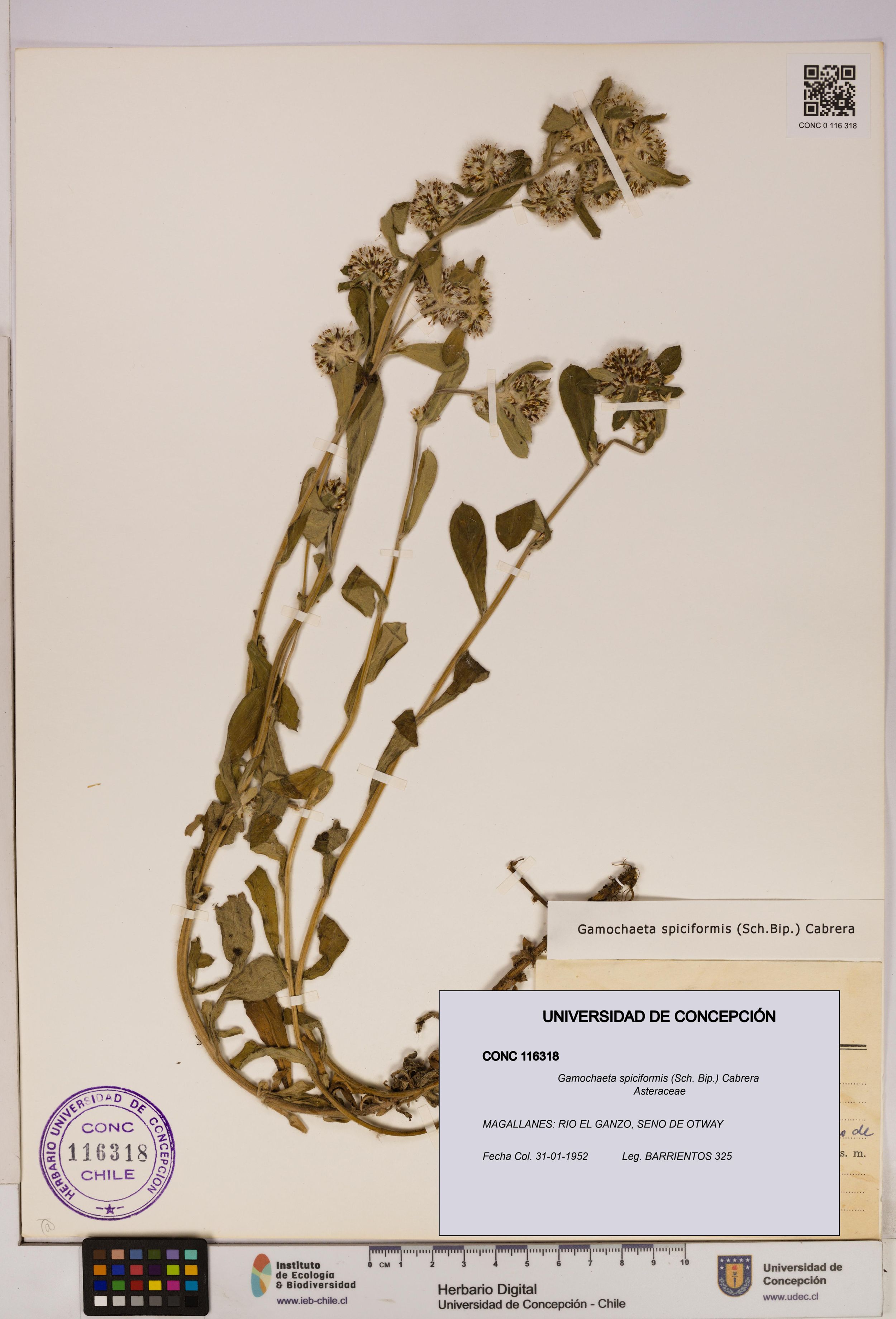 Gamochaeta spiciformis [Espécimen: ]