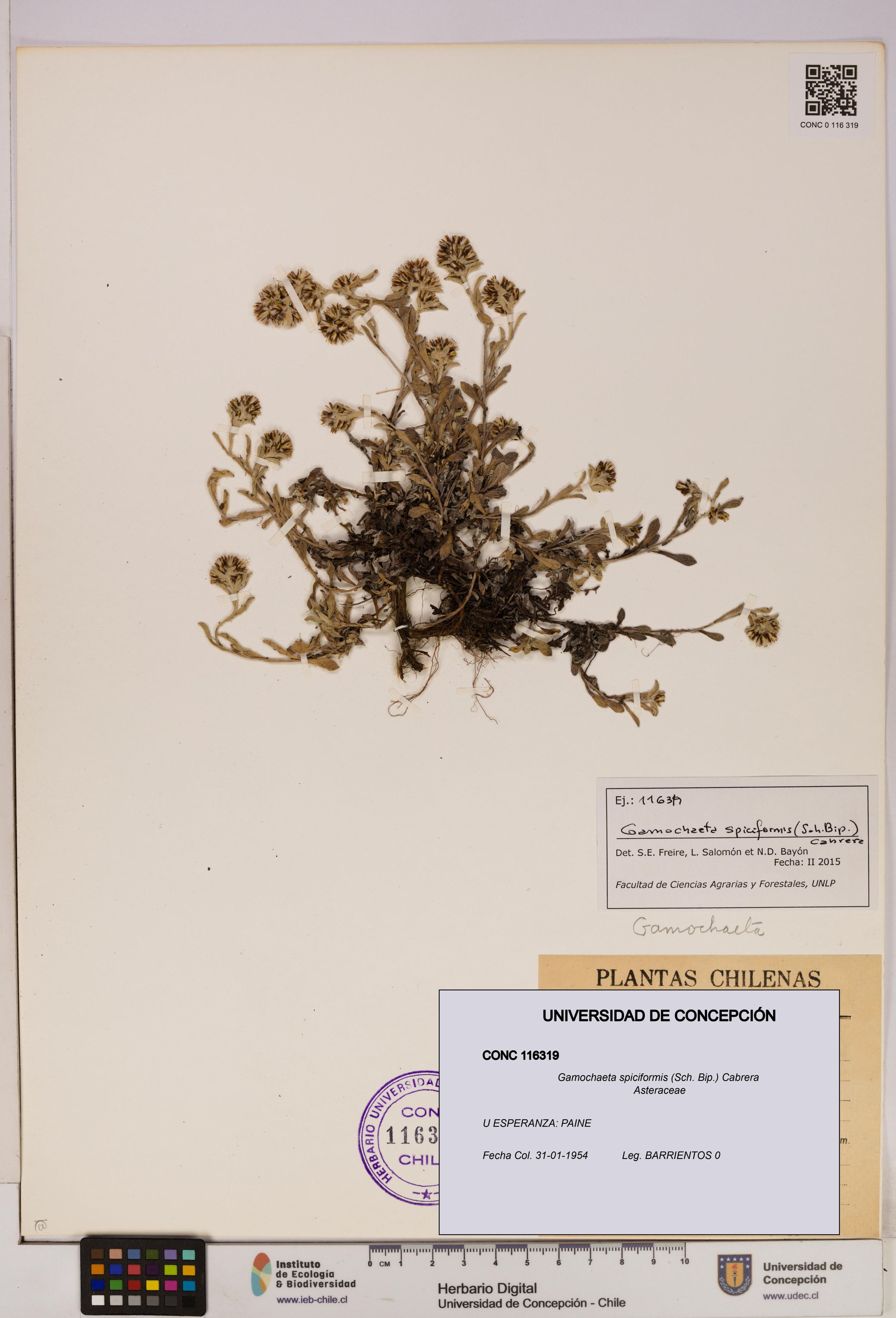 Gamochaeta spiciformis [Espécimen: ]
