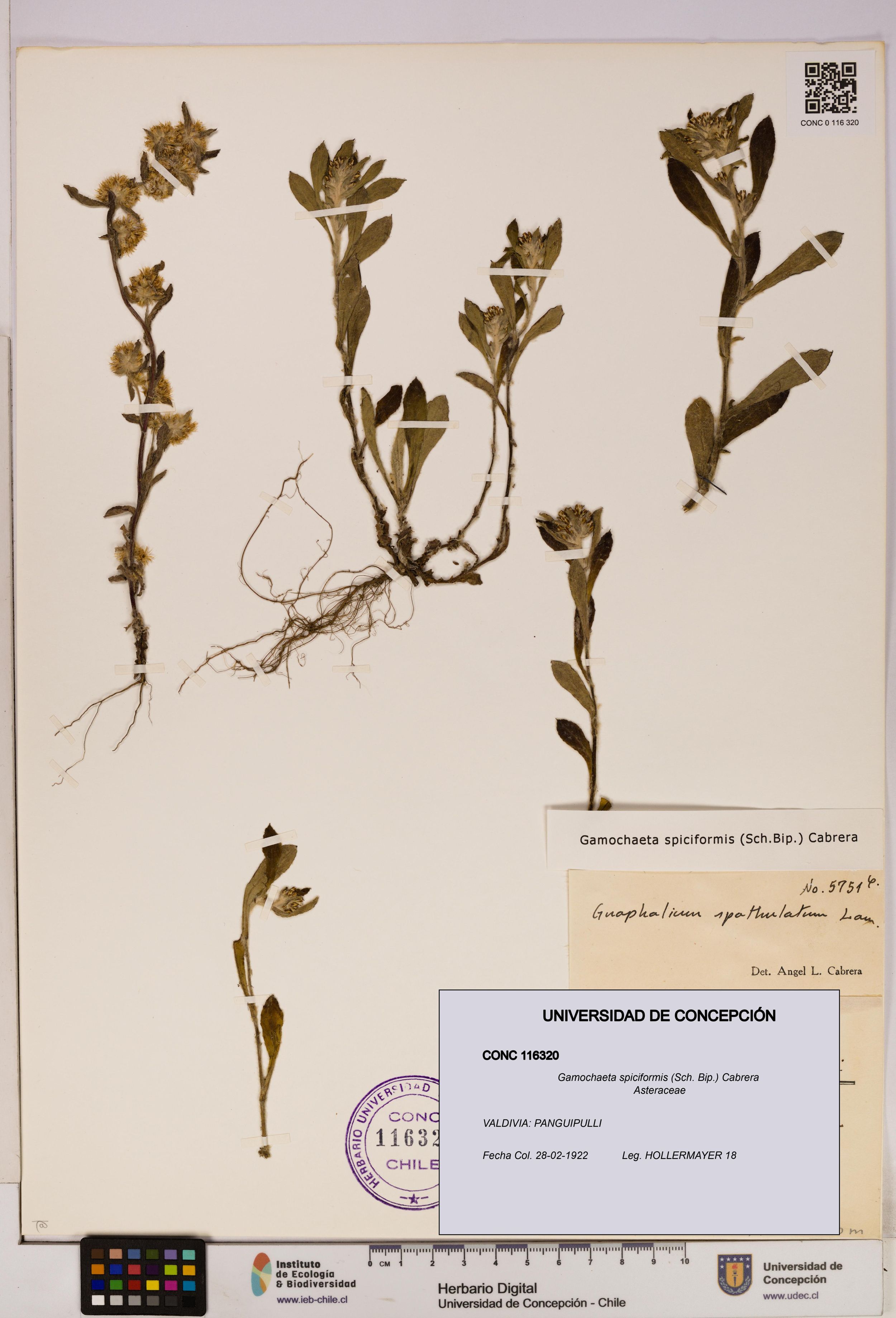 Gamochaeta spiciformis [Espécimen: ]
