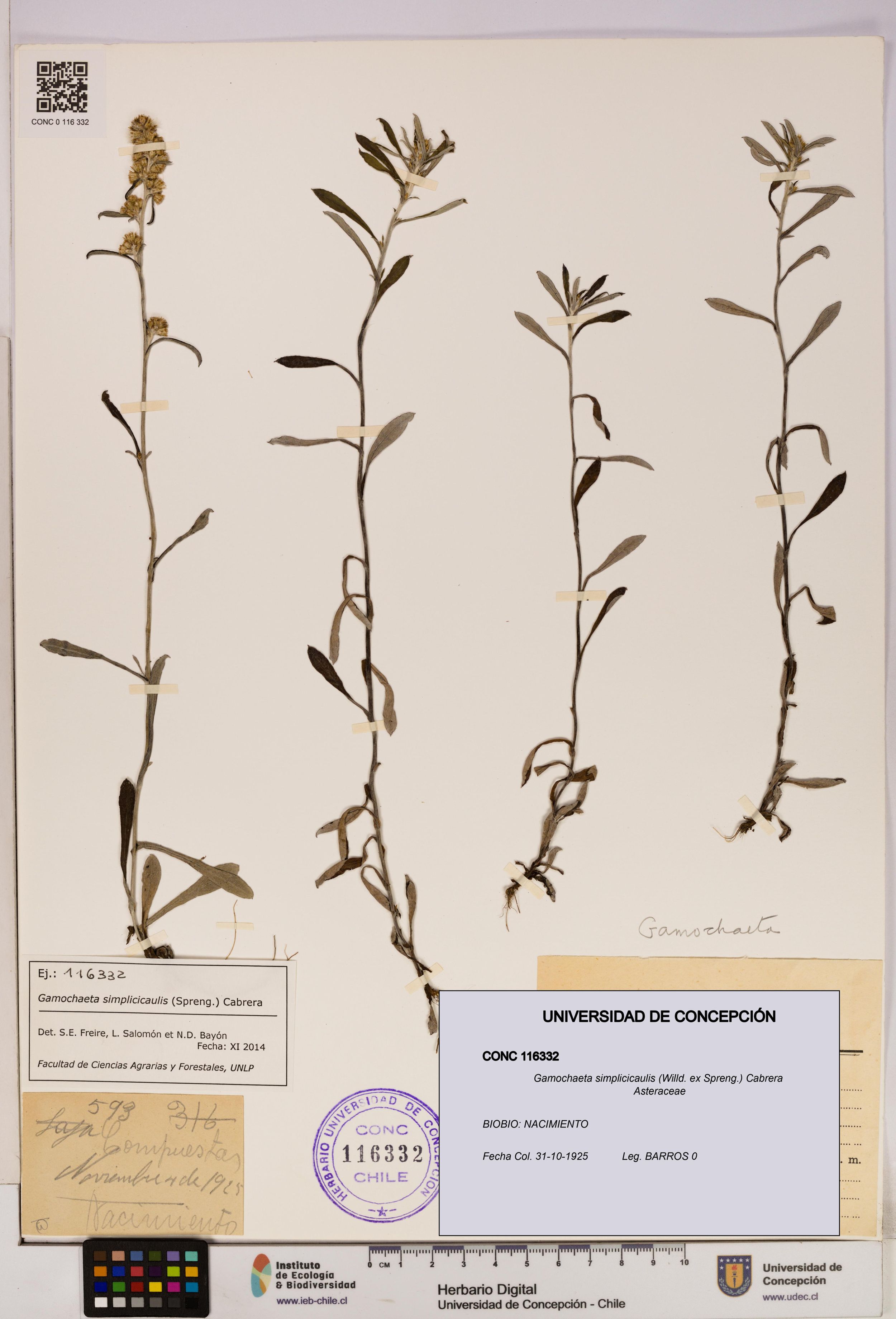 Gamochaeta simplicicaulis [Espécimen: ]