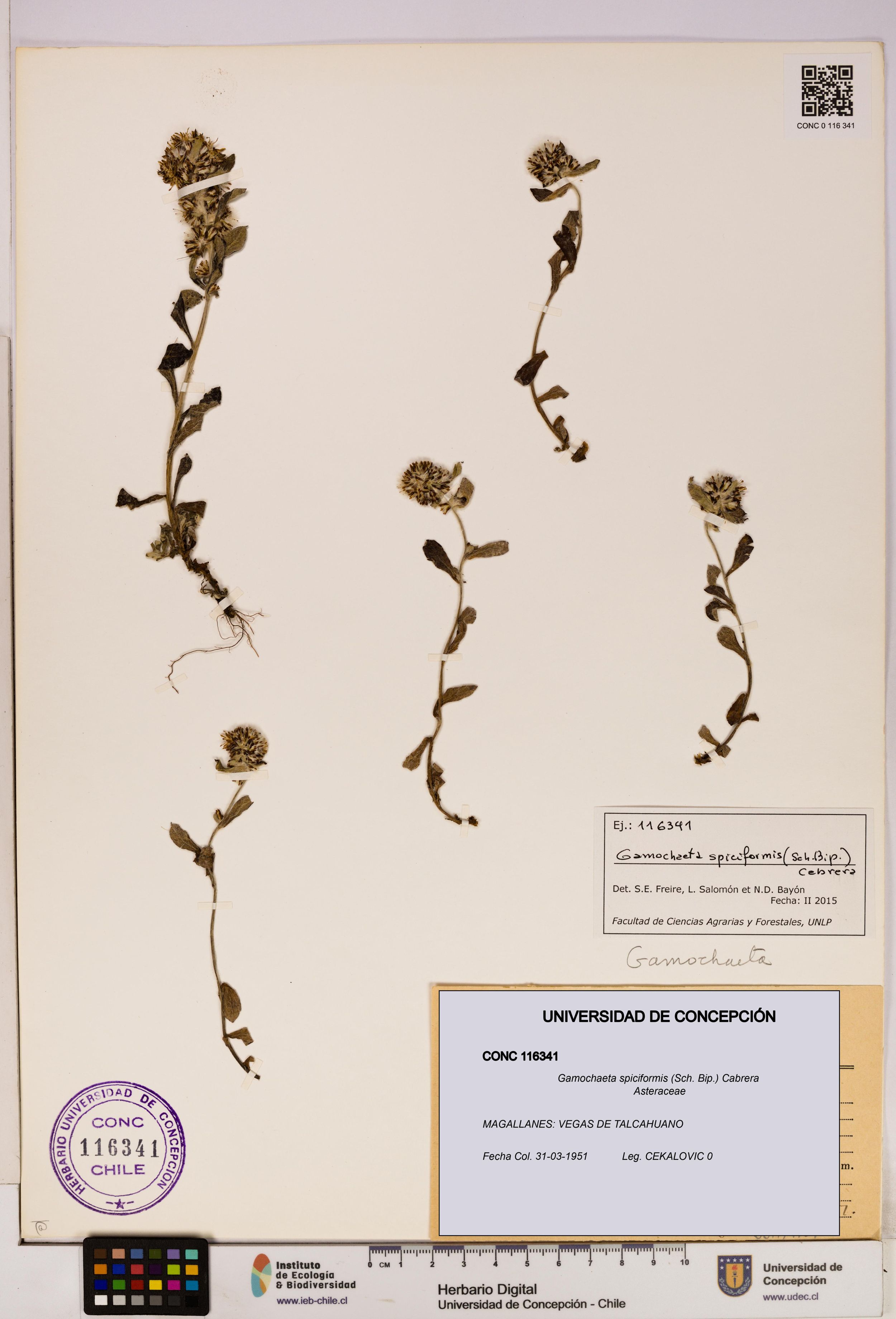 Gamochaeta spiciformis [Espécimen: ]