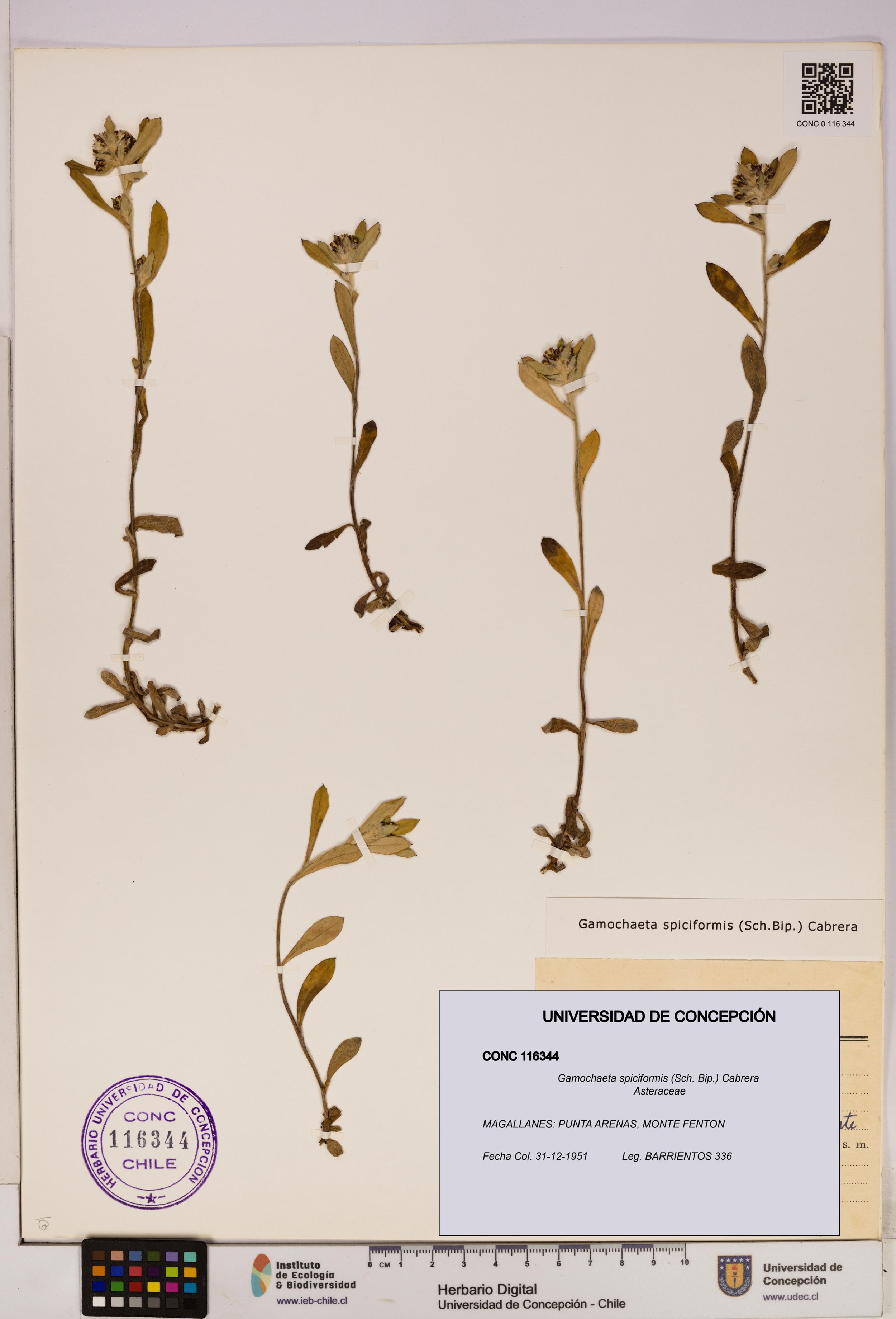 Gamochaeta spiciformis [Espécimen: ]