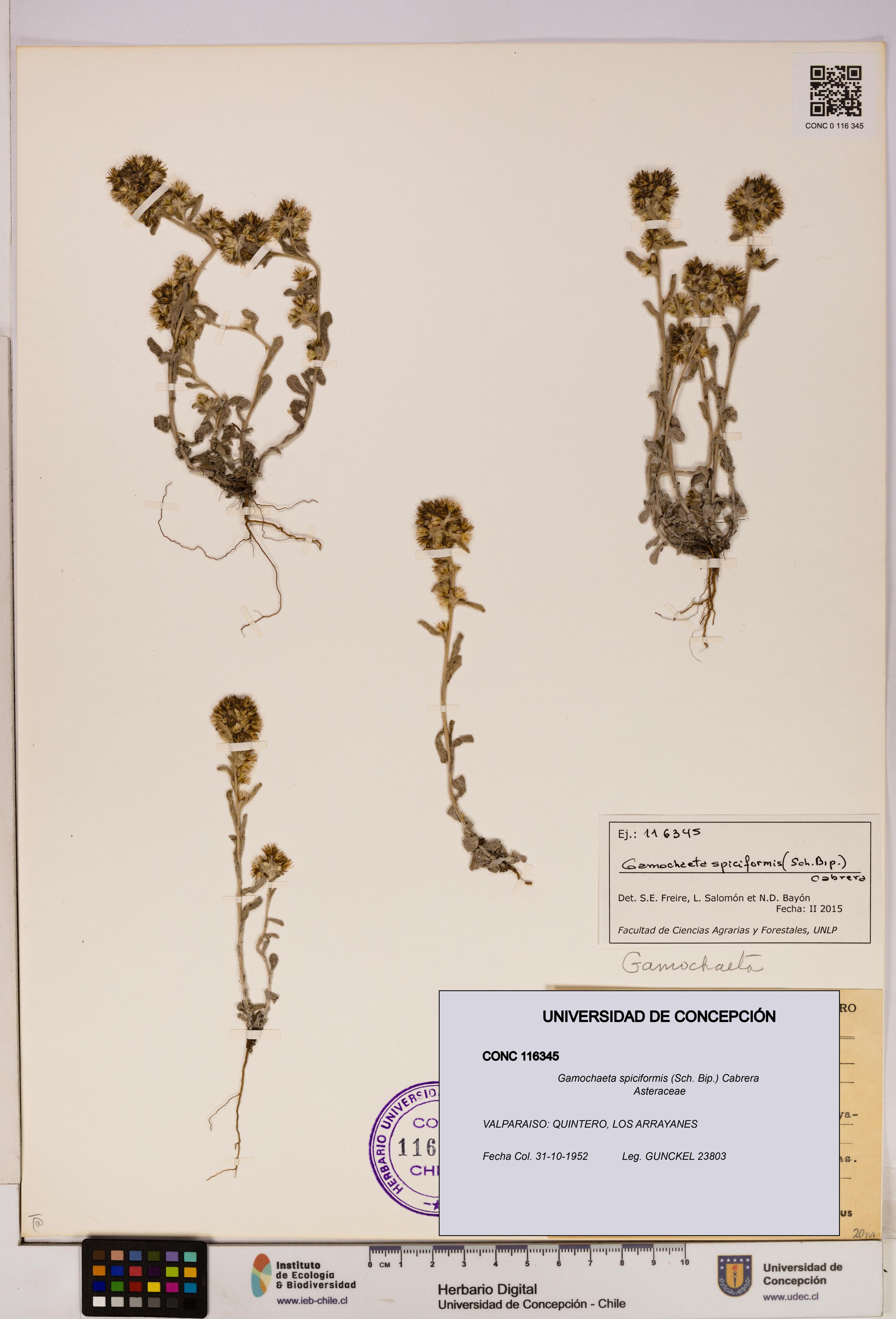 Gamochaeta spiciformis [Espécimen: ]