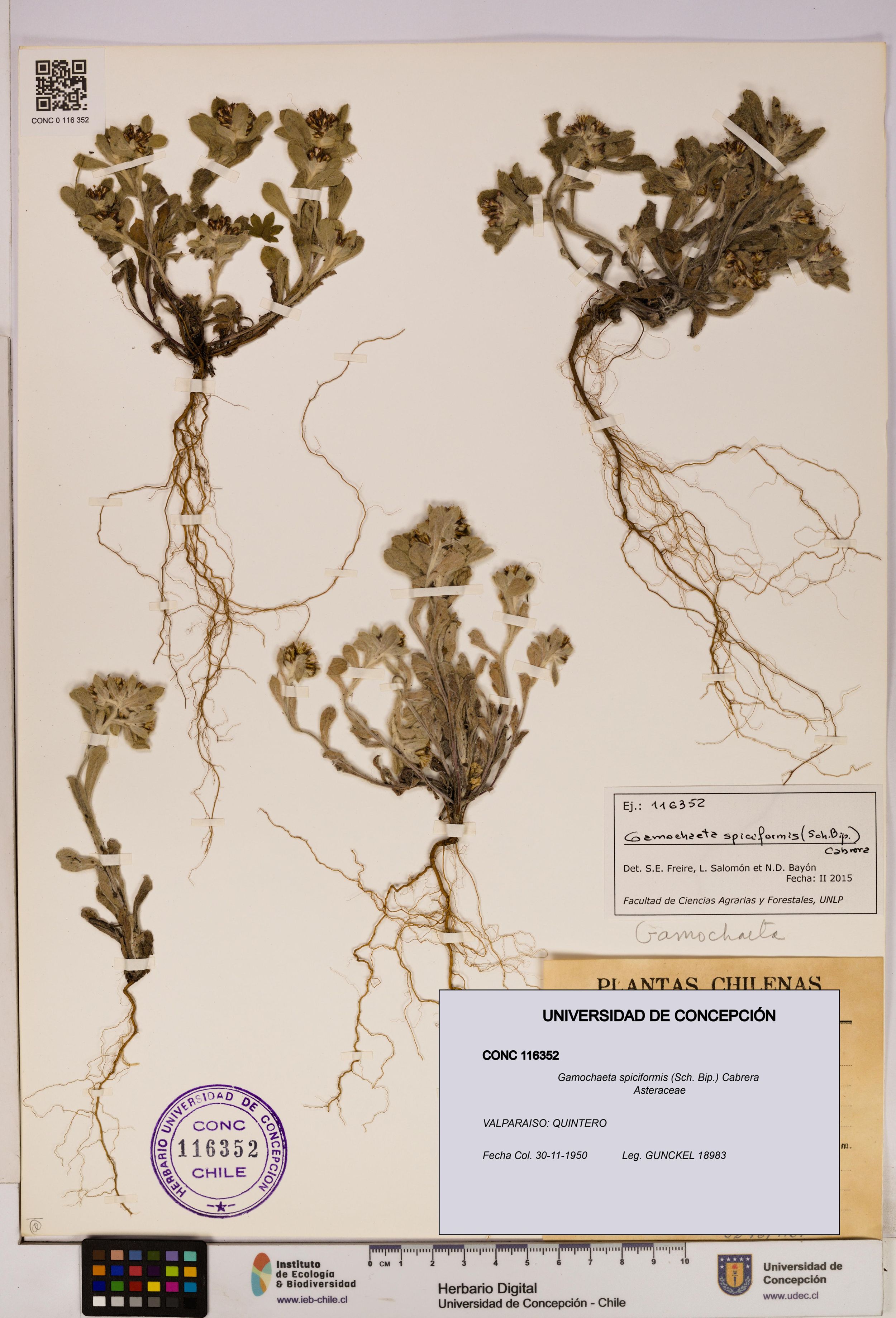 Gamochaeta spiciformis [Espécimen: ]