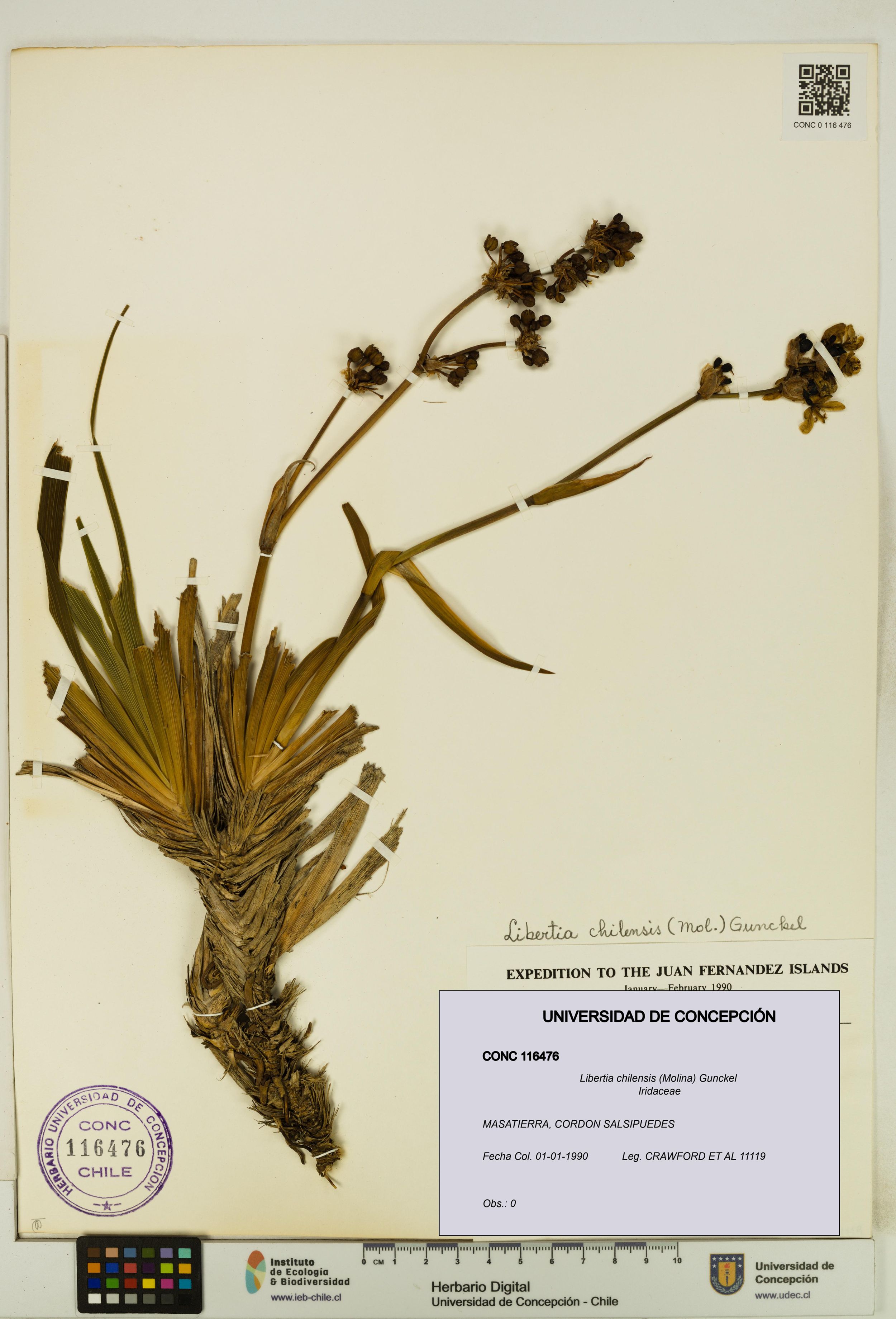 Libertia chilensis [Espécimen: ]