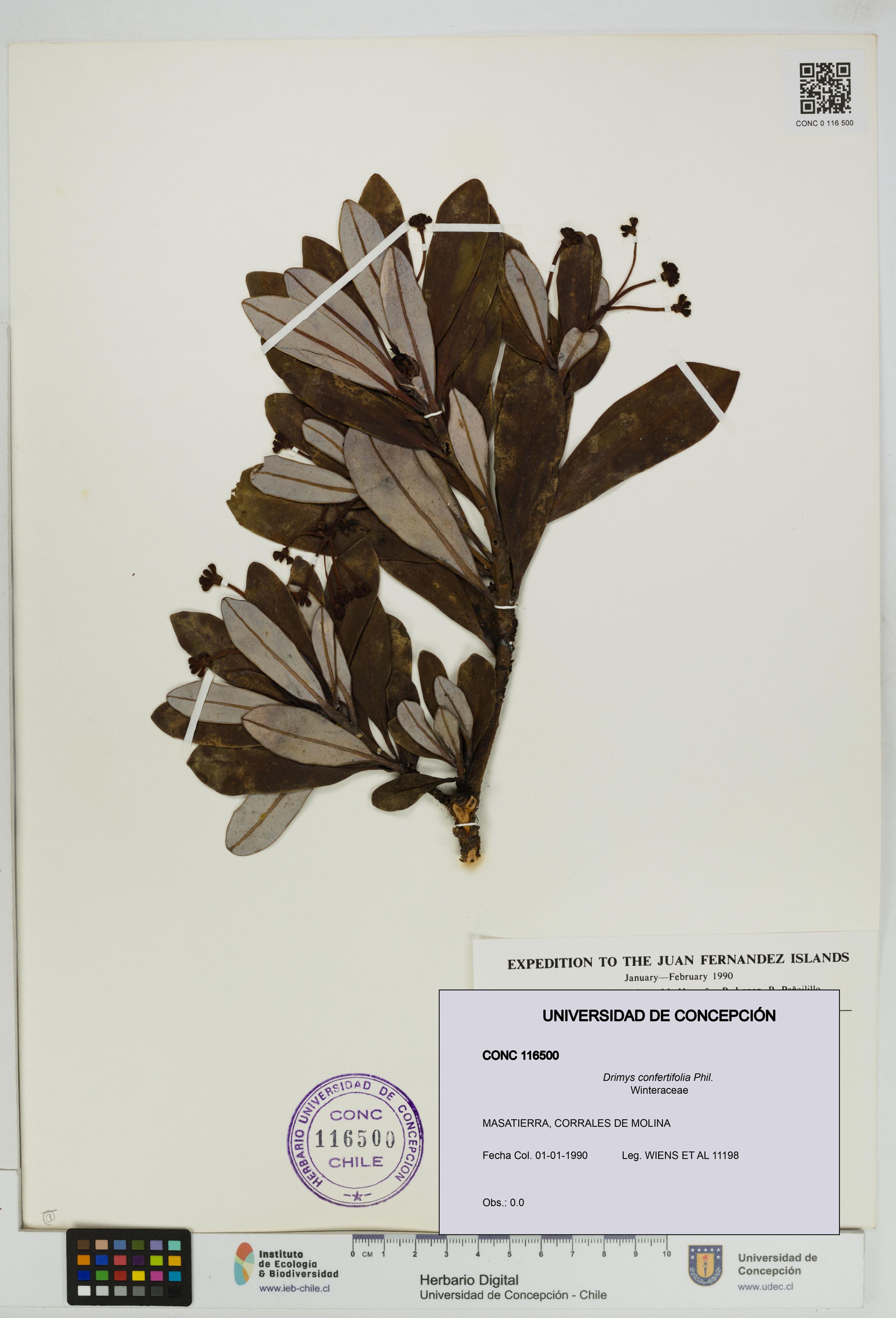 Drimys confertifolia [Espécimen: ]