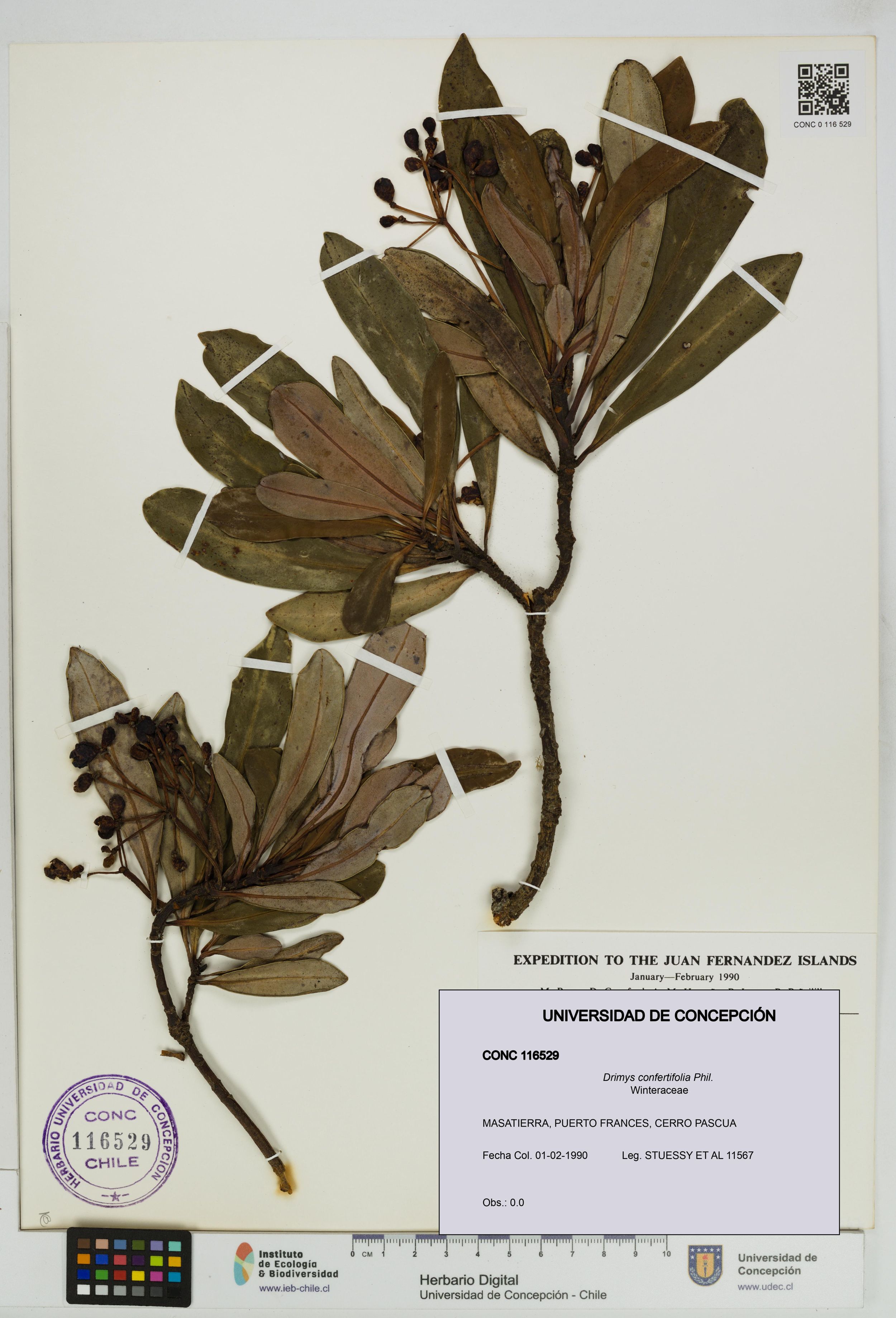 Drimys confertifolia [Espécimen: ]