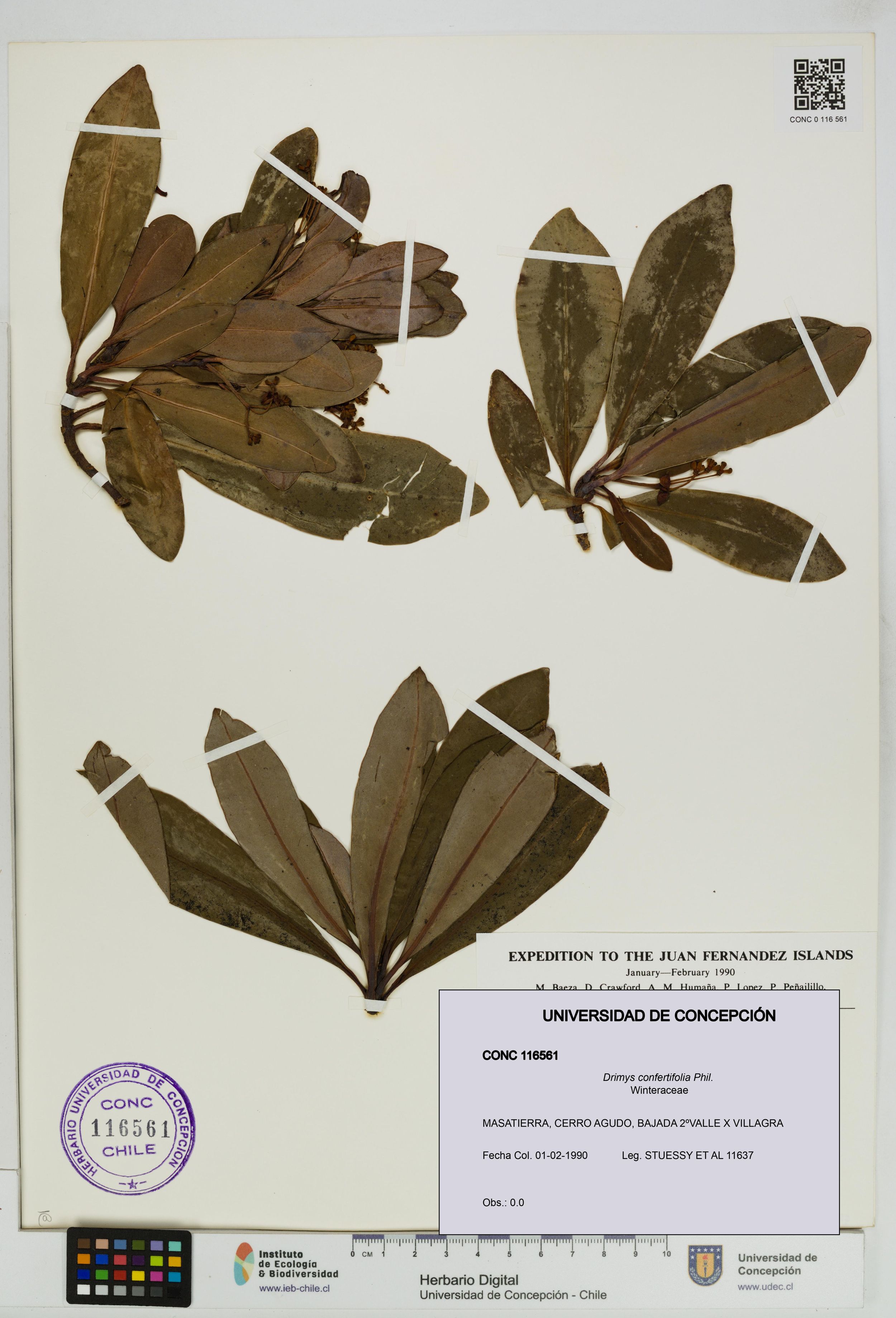 Drimys confertifolia [Espécimen: ]