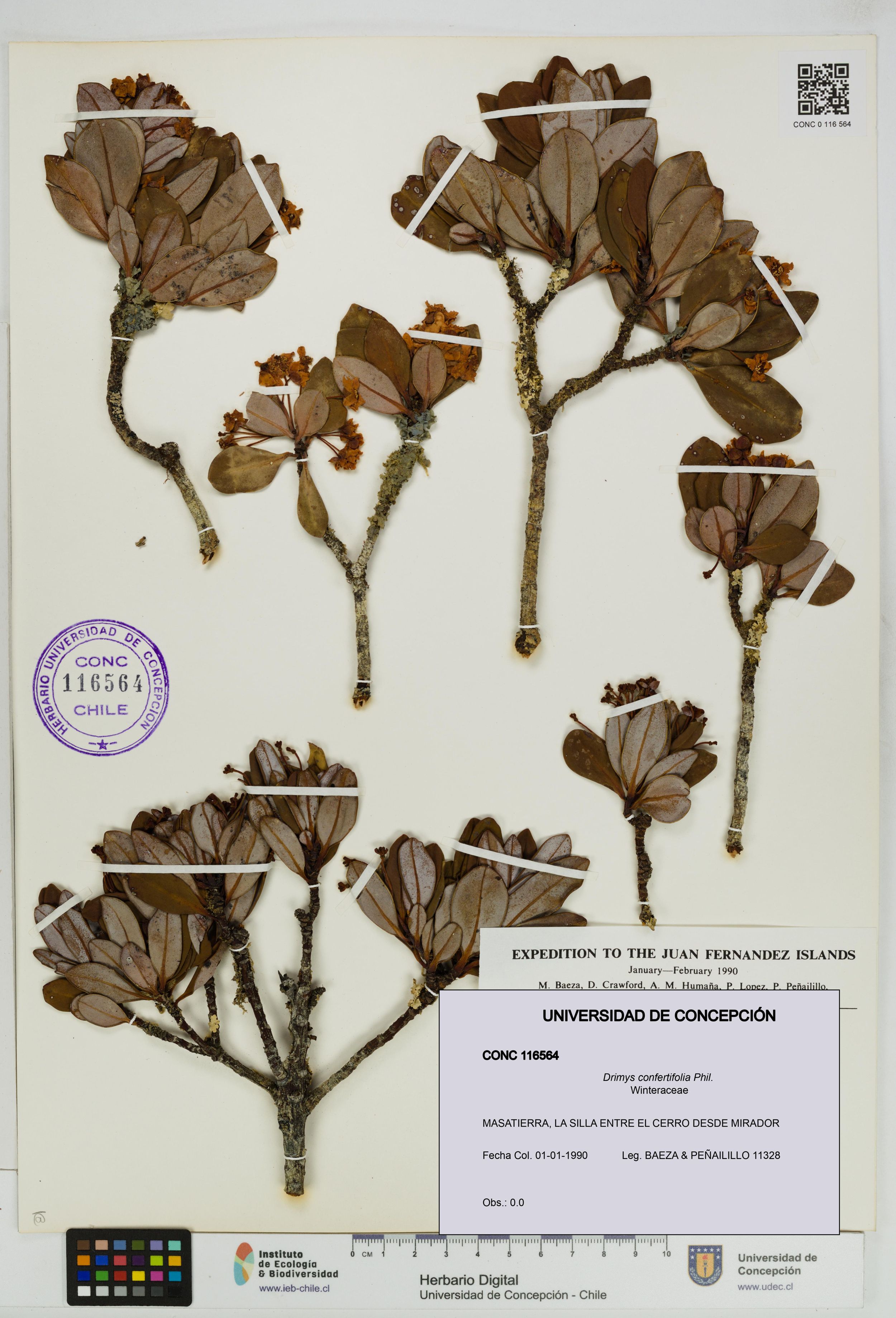 Drimys confertifolia [Espécimen: ]