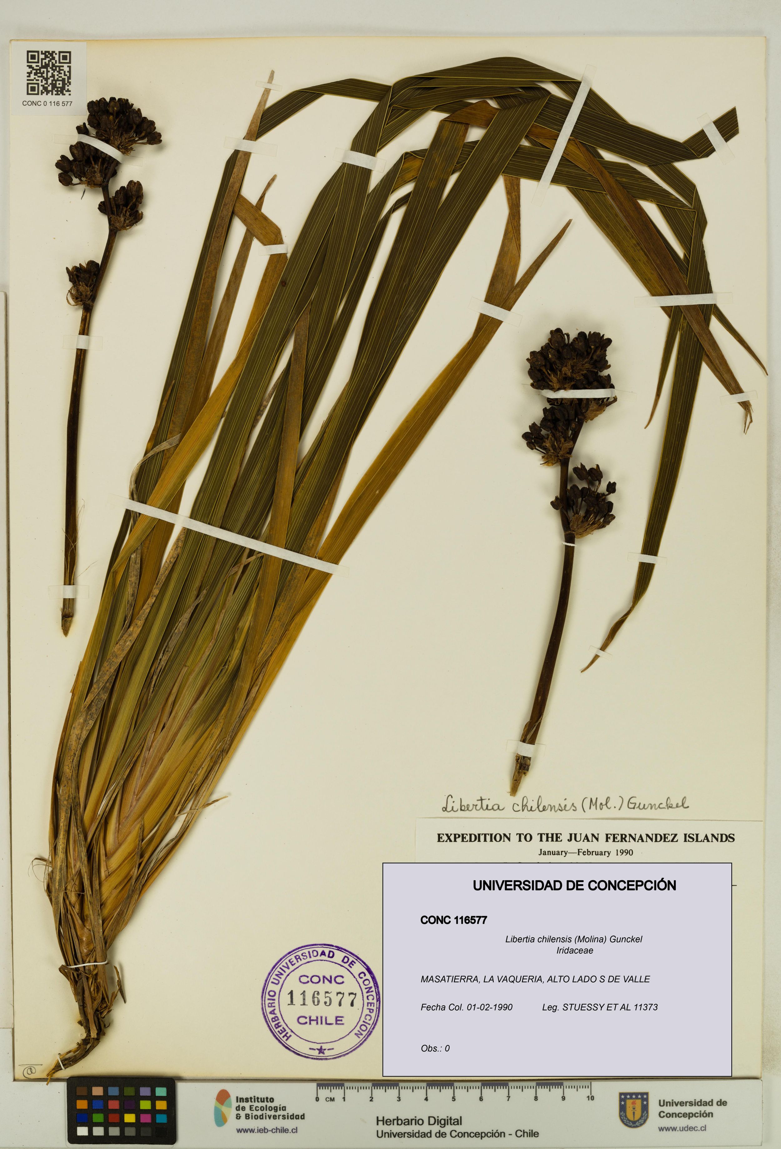 Libertia chilensis [Espécimen: ]