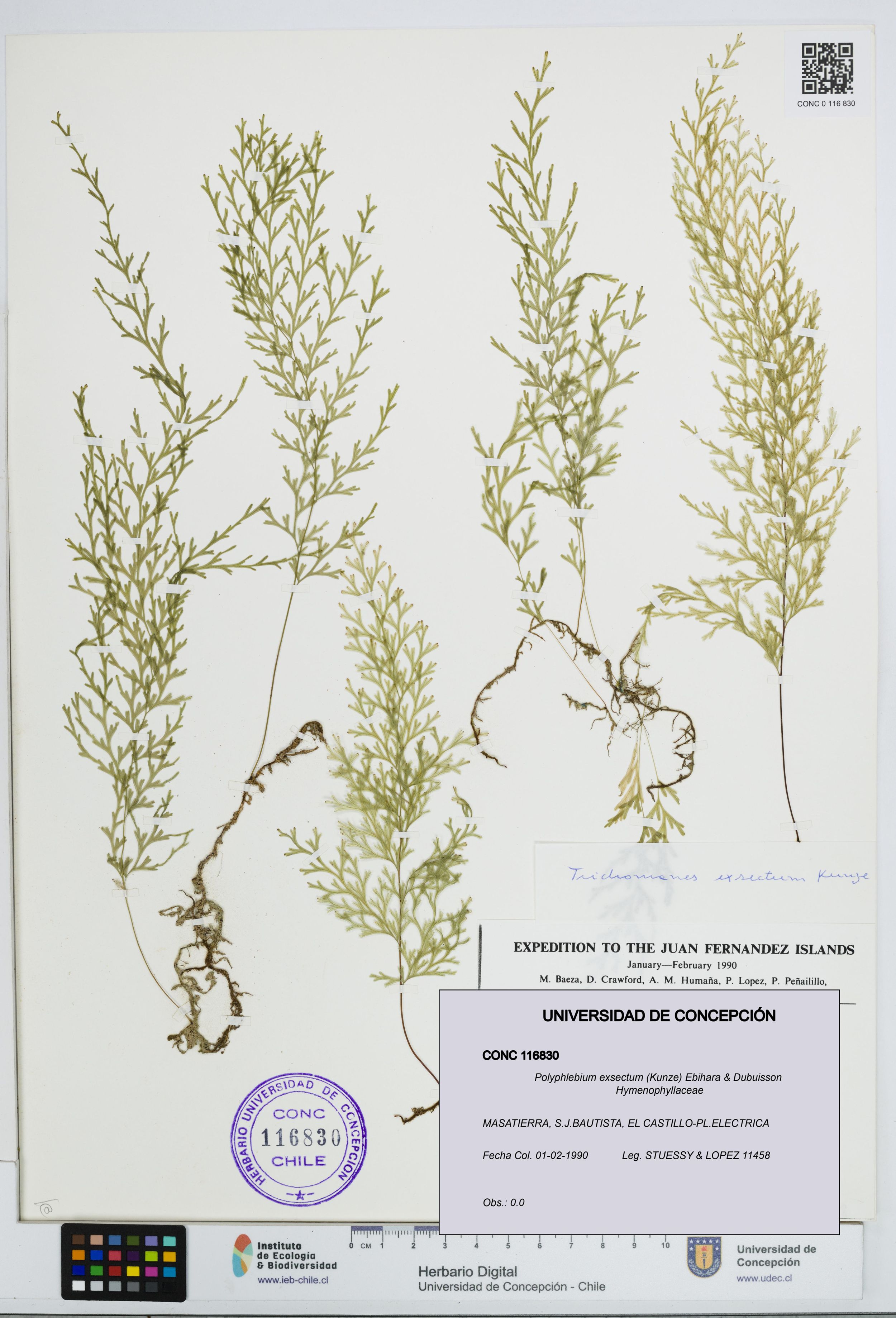 Polyphlebium exsectum [Espécimen: ]