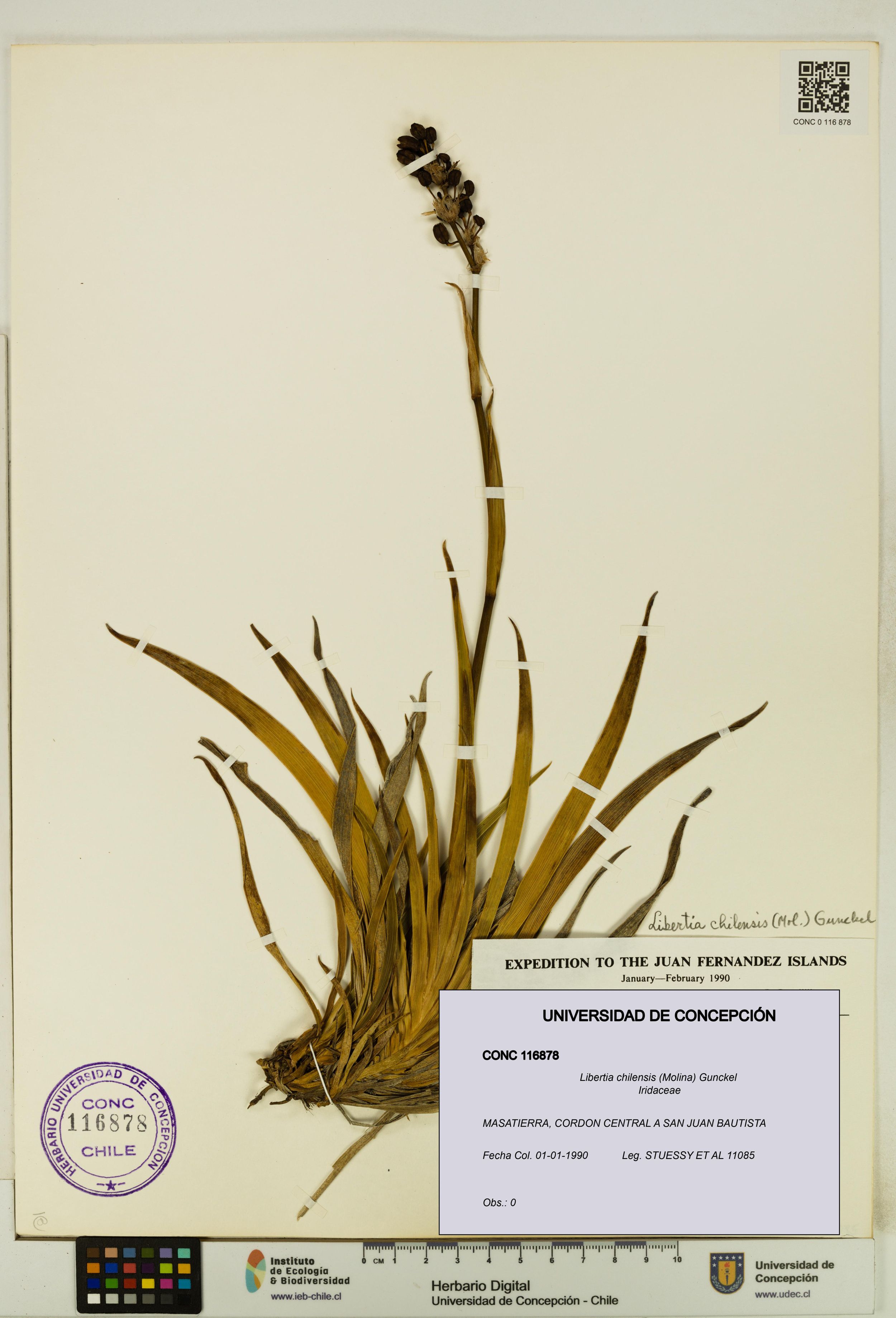 Libertia chilensis [Espécimen: ]