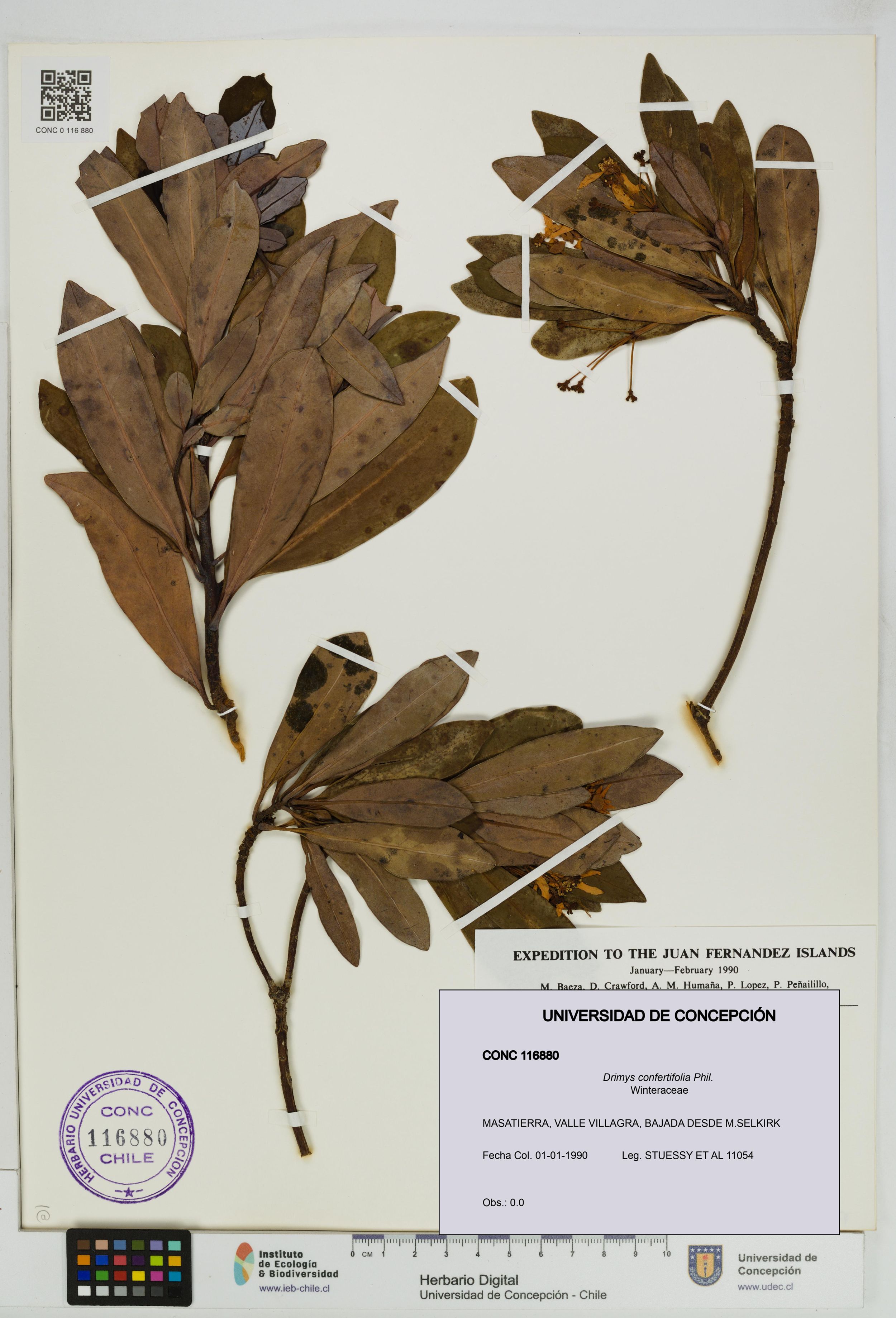 Drimys confertifolia [Espécimen: ]